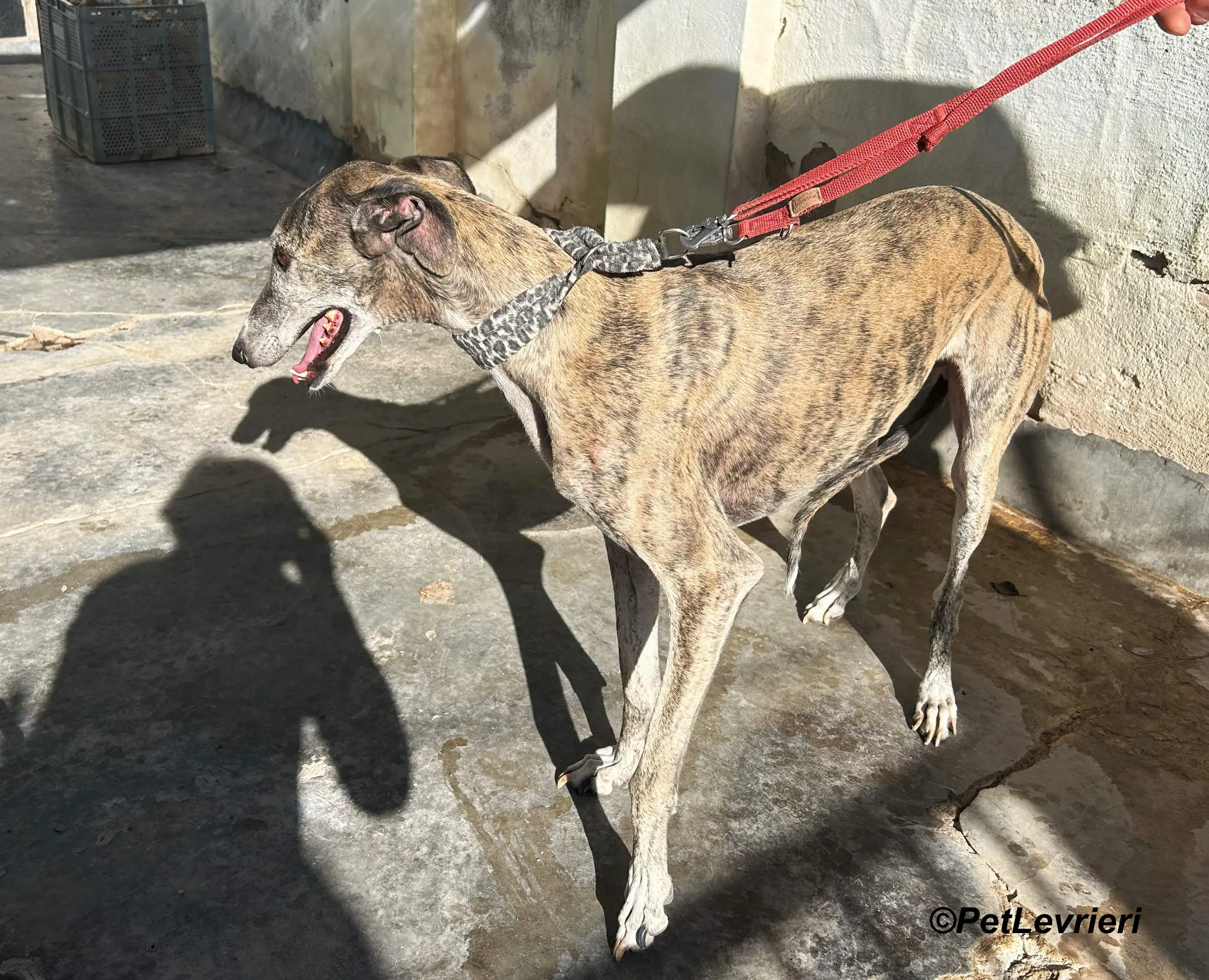 Severus galgo adozione pet levrieri onlus 19