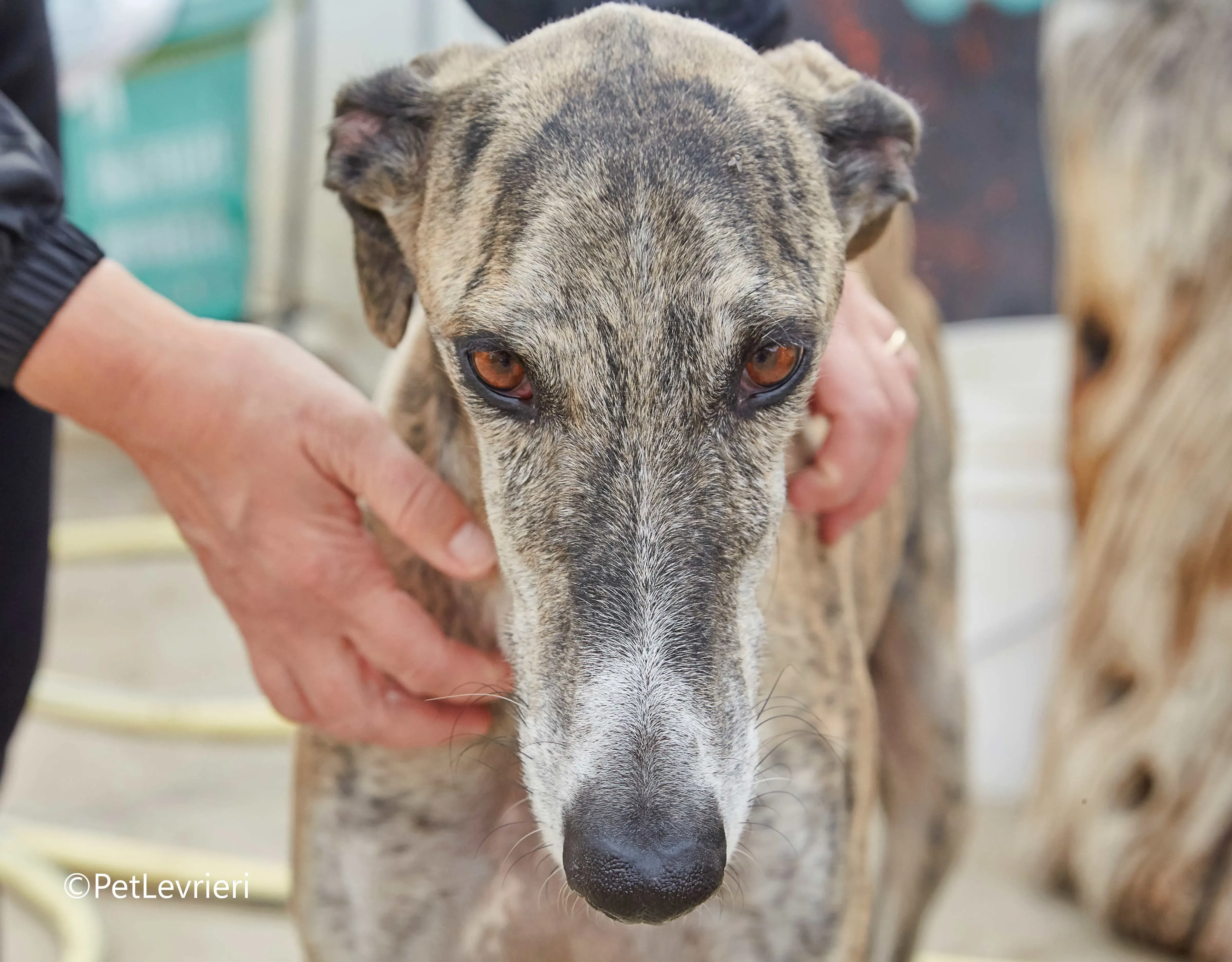 Severus galgo adozione pet levrieri onlus 2