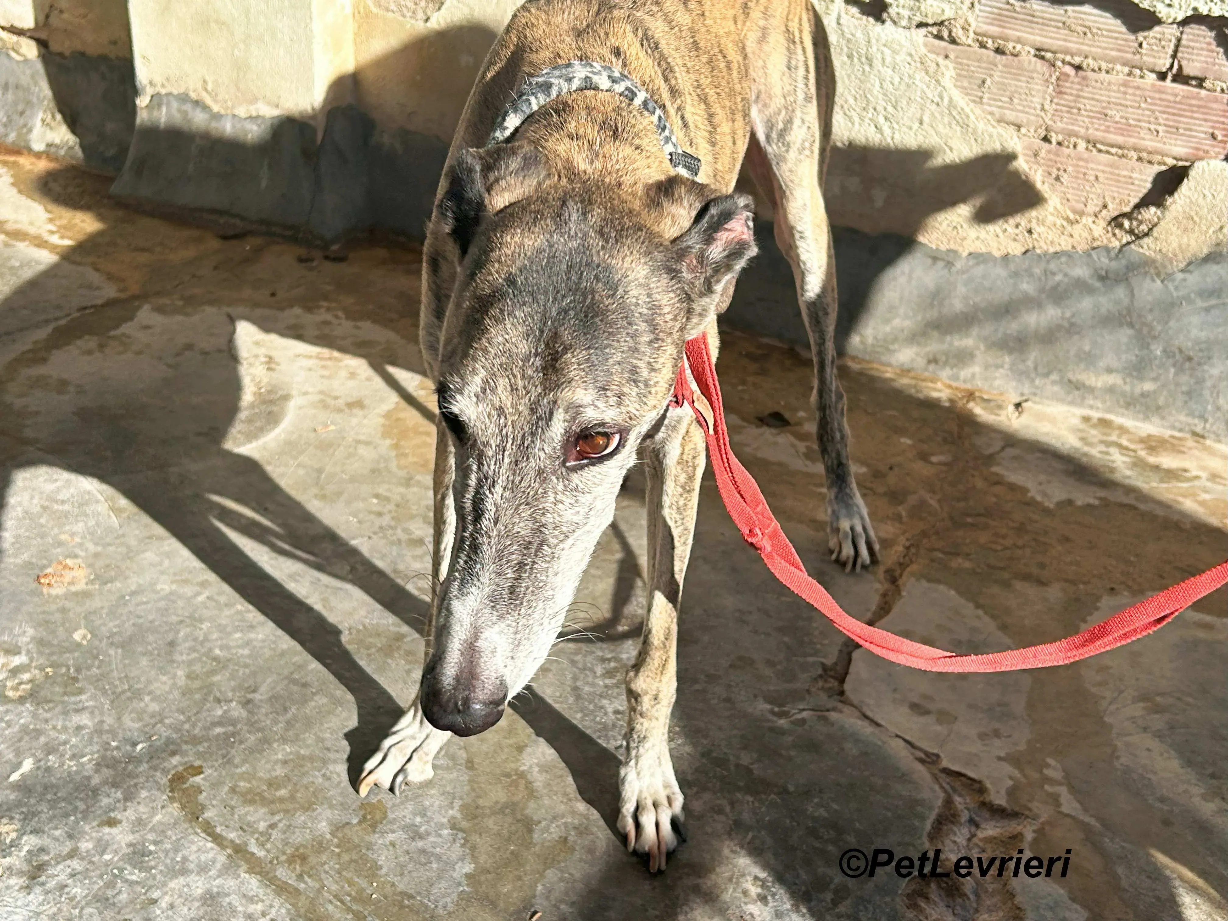 Severus galgo adozione pet levrieri onlus 20