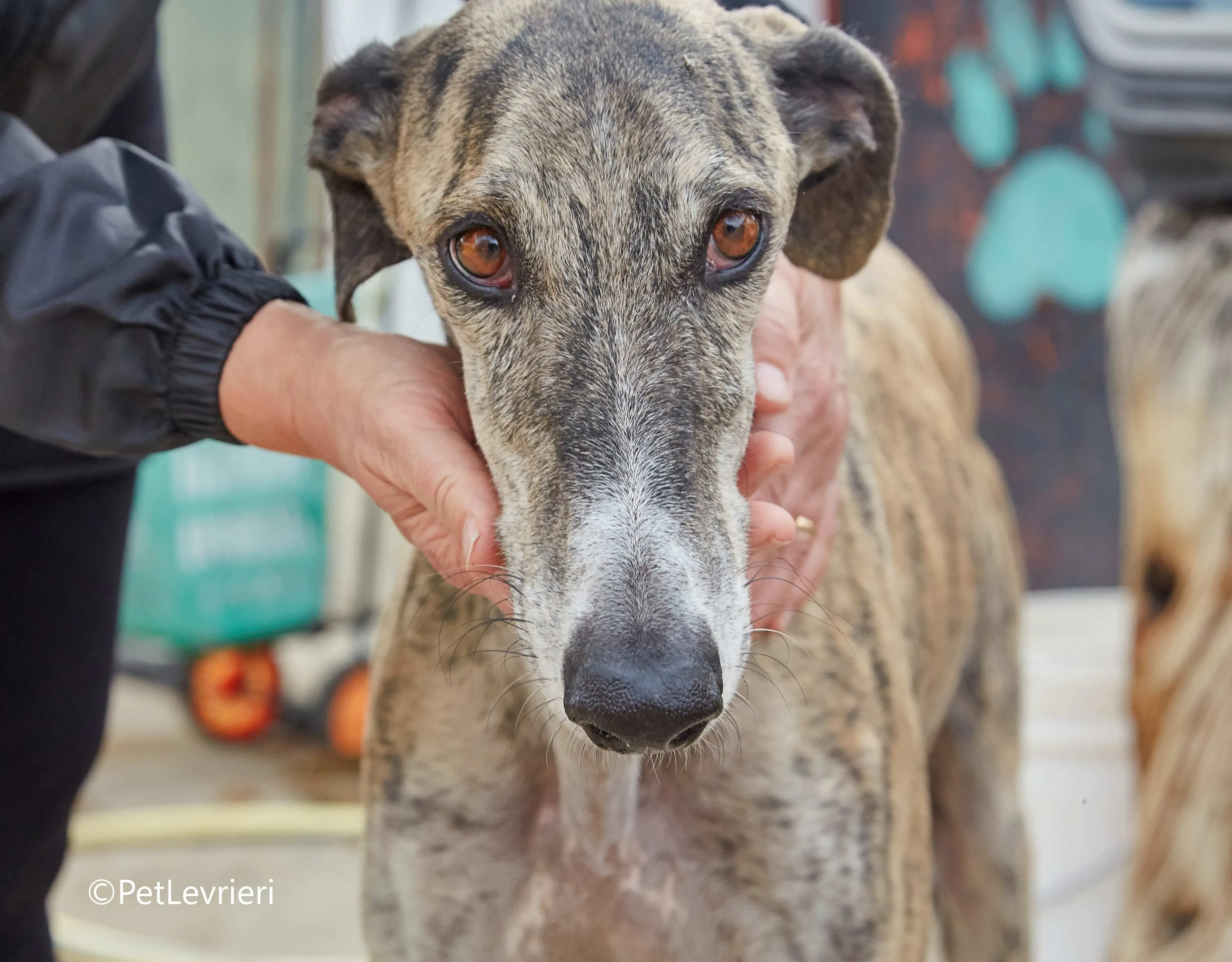 Severus galgo adozione pet levrieri onlus 3