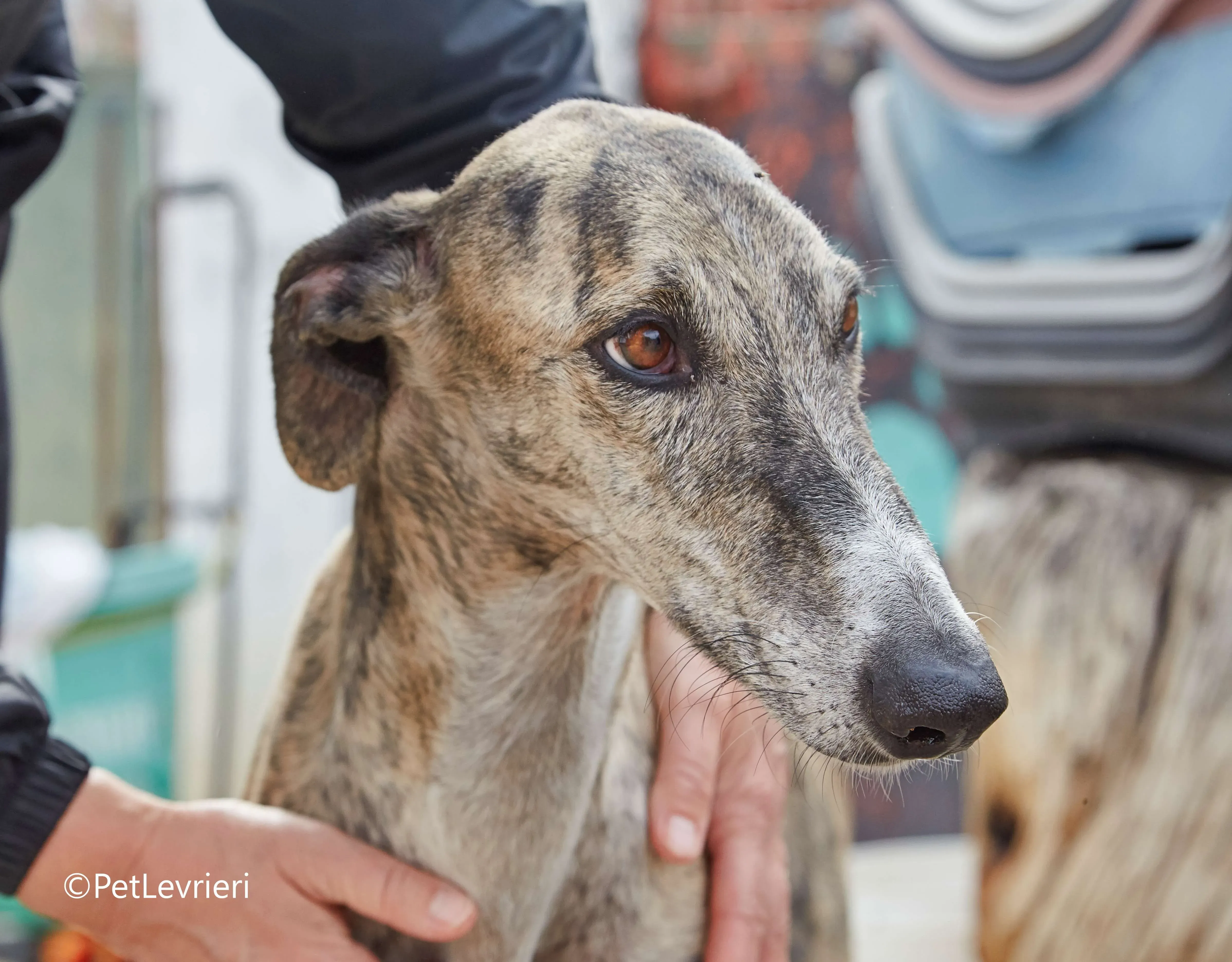 Severus galgo adozione pet levrieri onlus 4