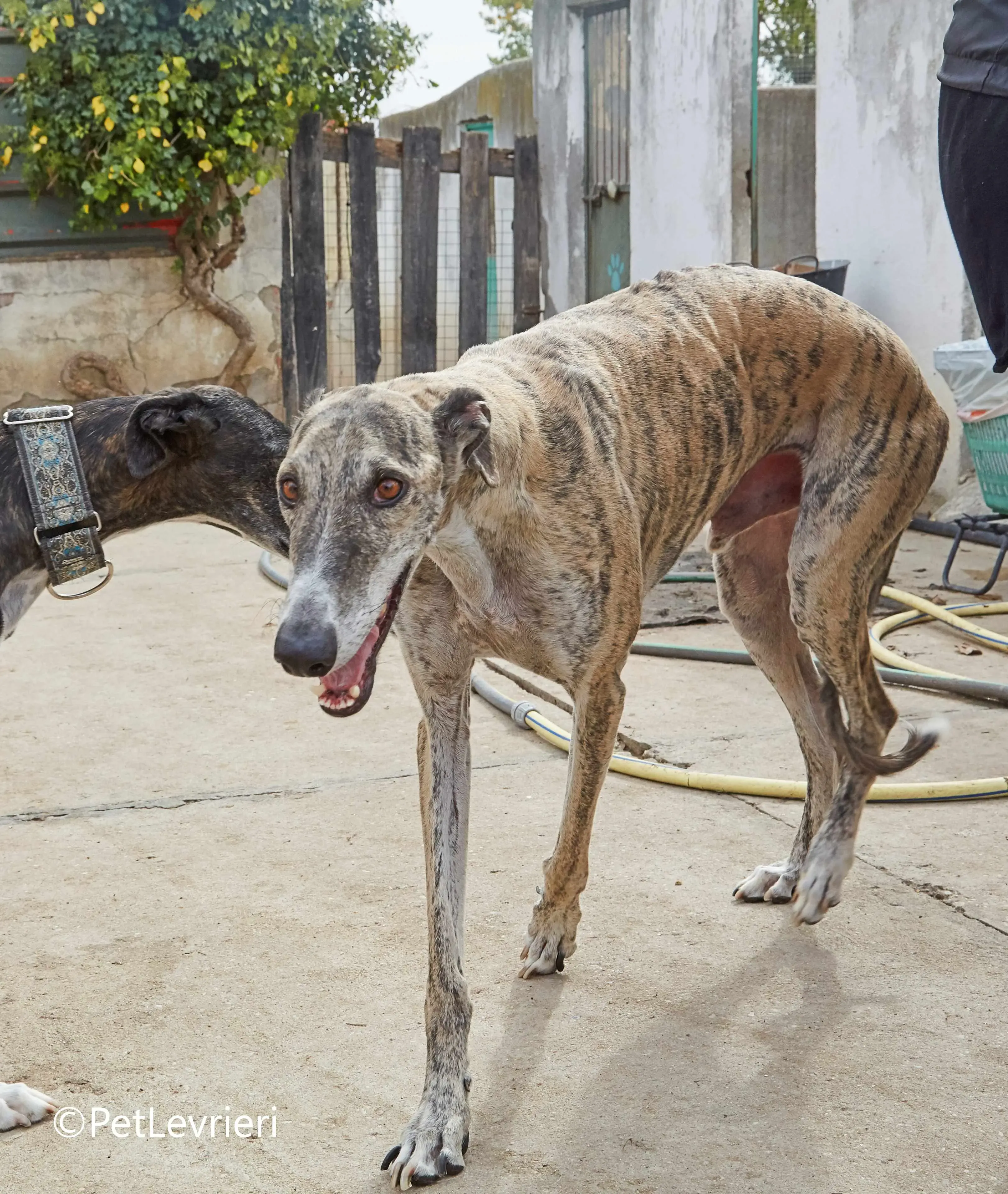 Severus galgo adozione pet levrieri onlus 5