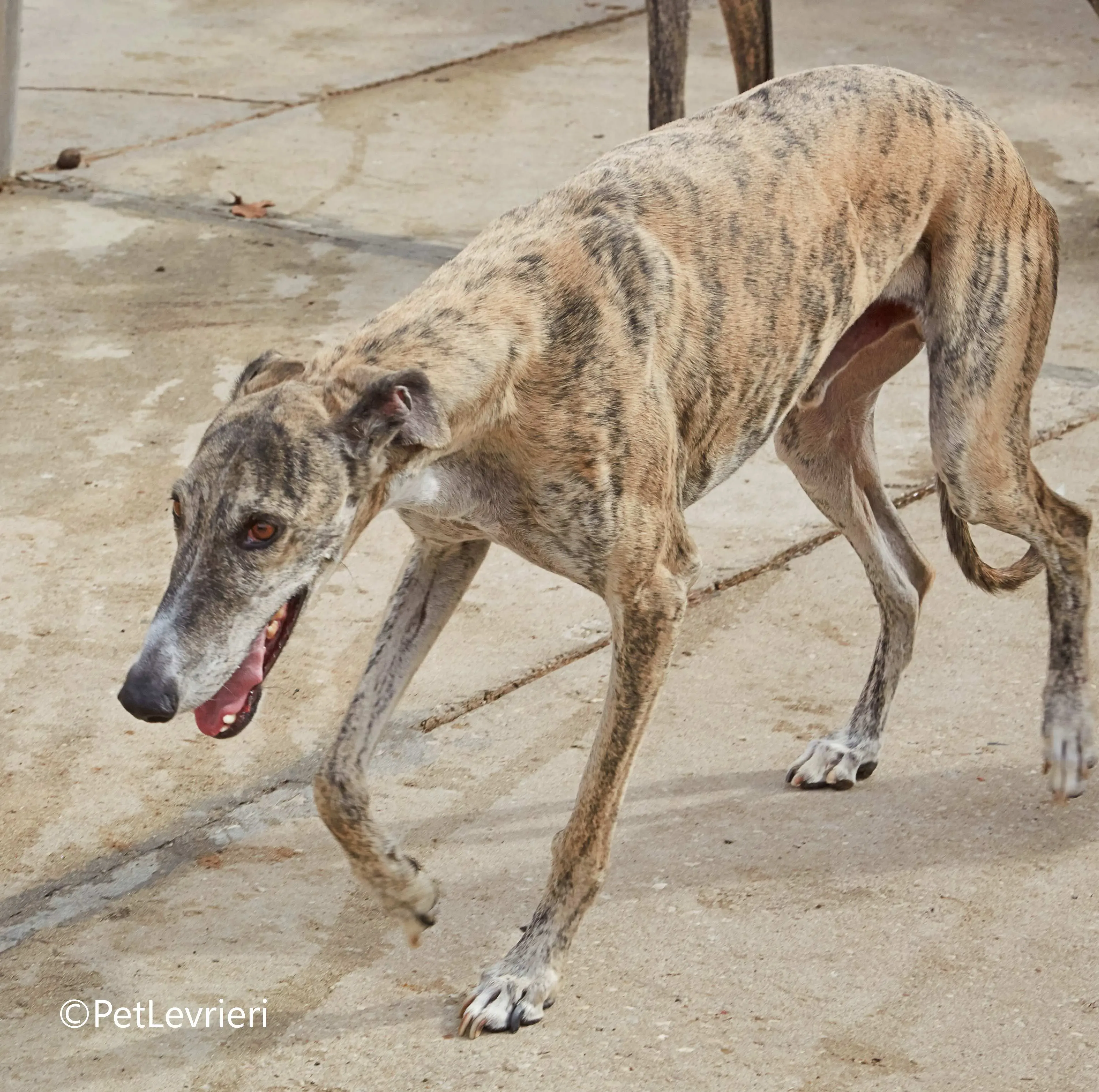 Severus galgo adozione pet levrieri onlus 6