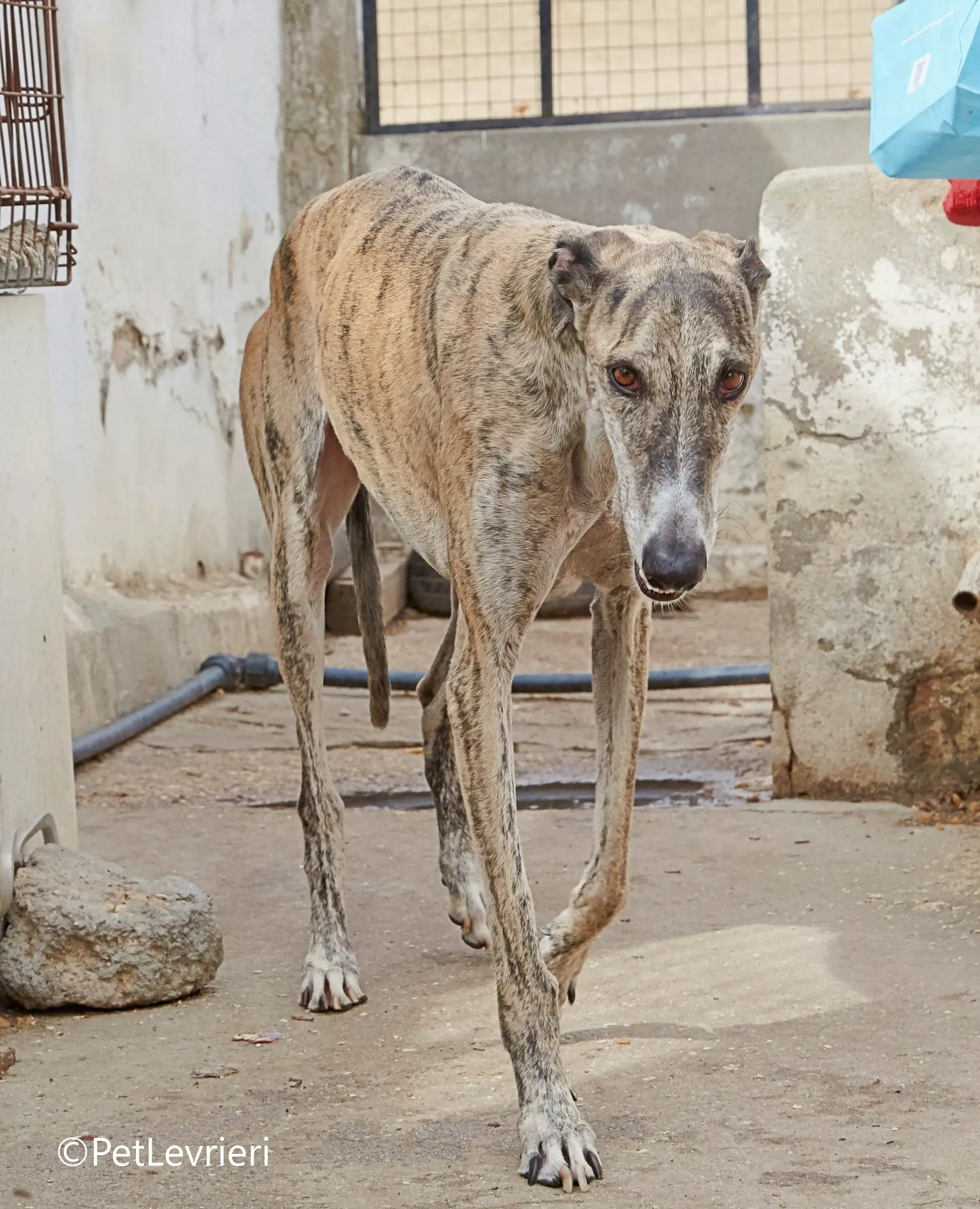 Severus galgo adozione pet levrieri onlus 7