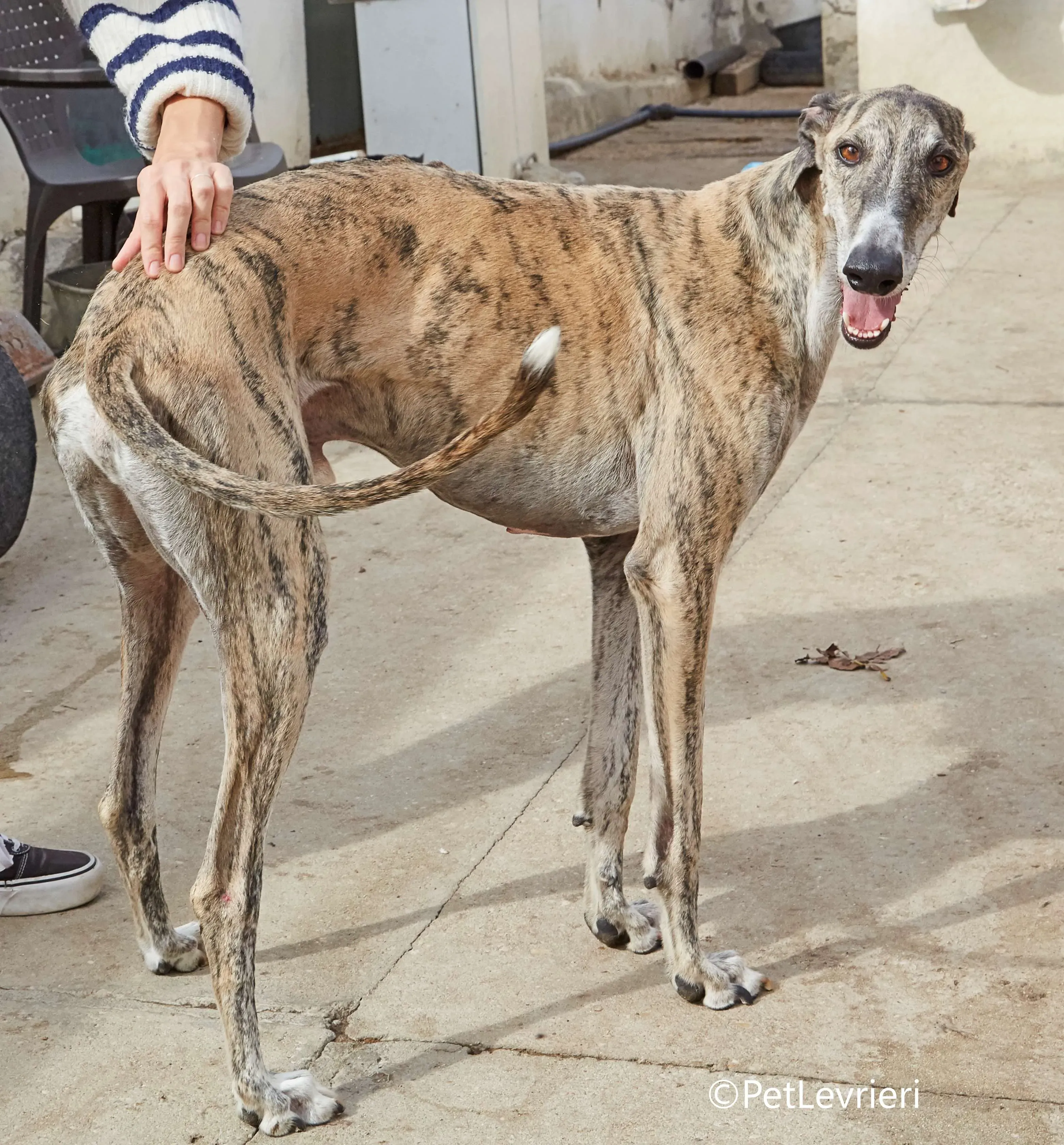 Severus galgo adozione pet levrieri onlus 8