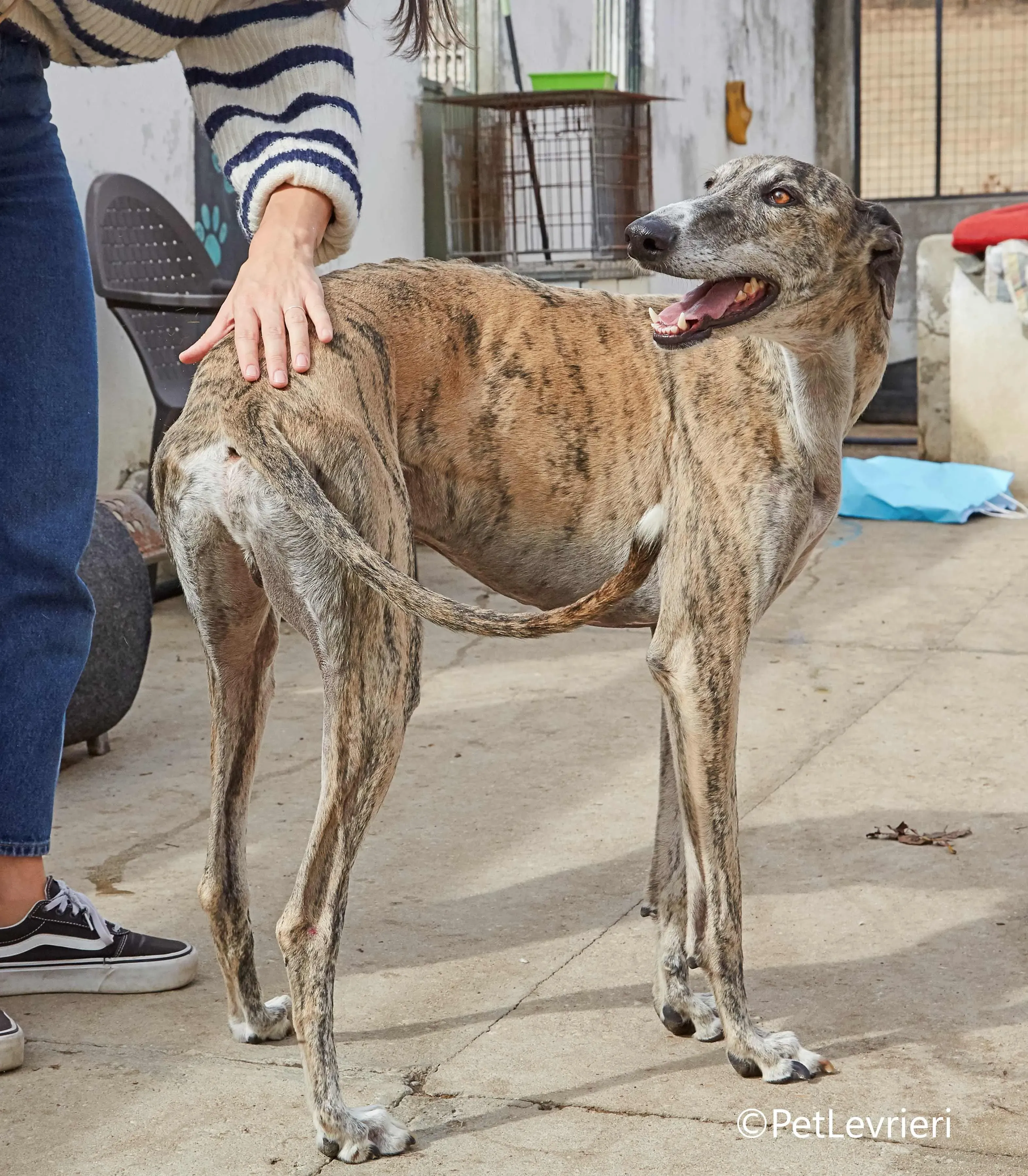 Severus galgo adozione pet levrieri onlus 9