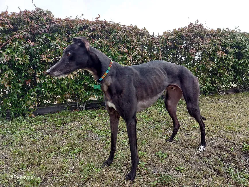 Shadow adozione levrieri greyhound fosterhome blackdog 10