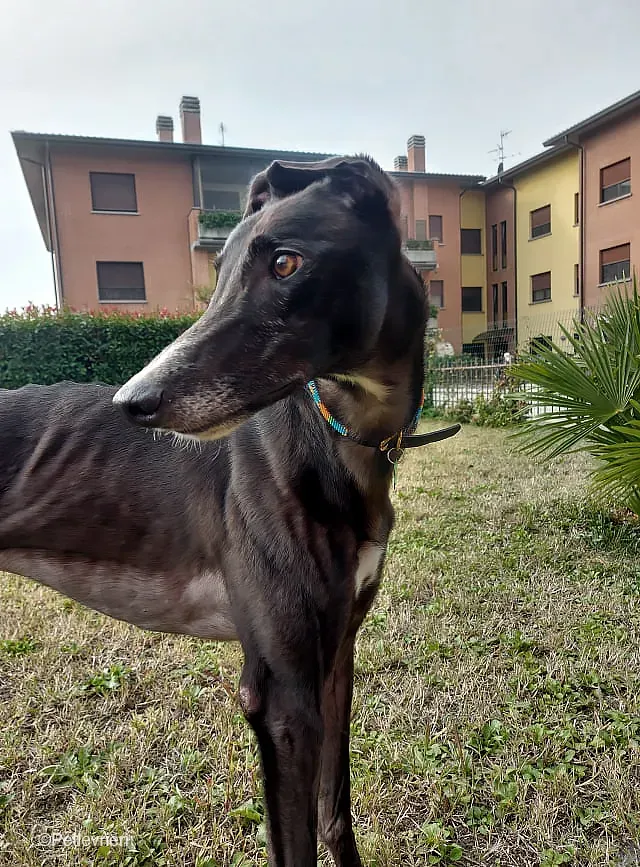 Shadow adozione levrieri greyhound fosterhome blackdog 11