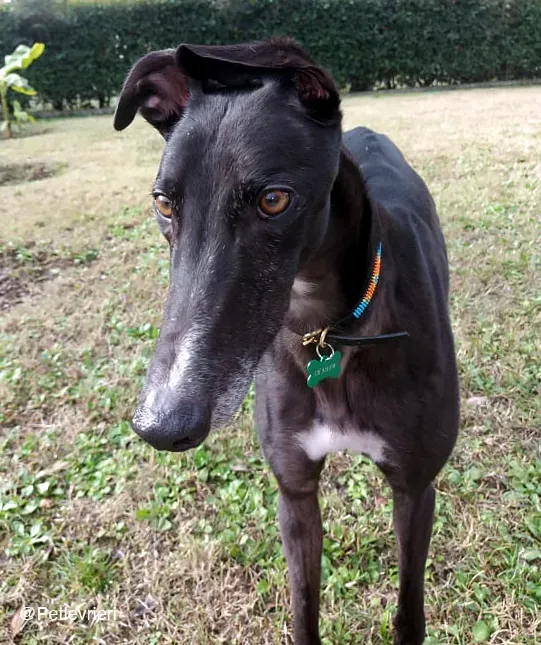 Shadow adozione levrieri greyhound fosterhome blackdog 12