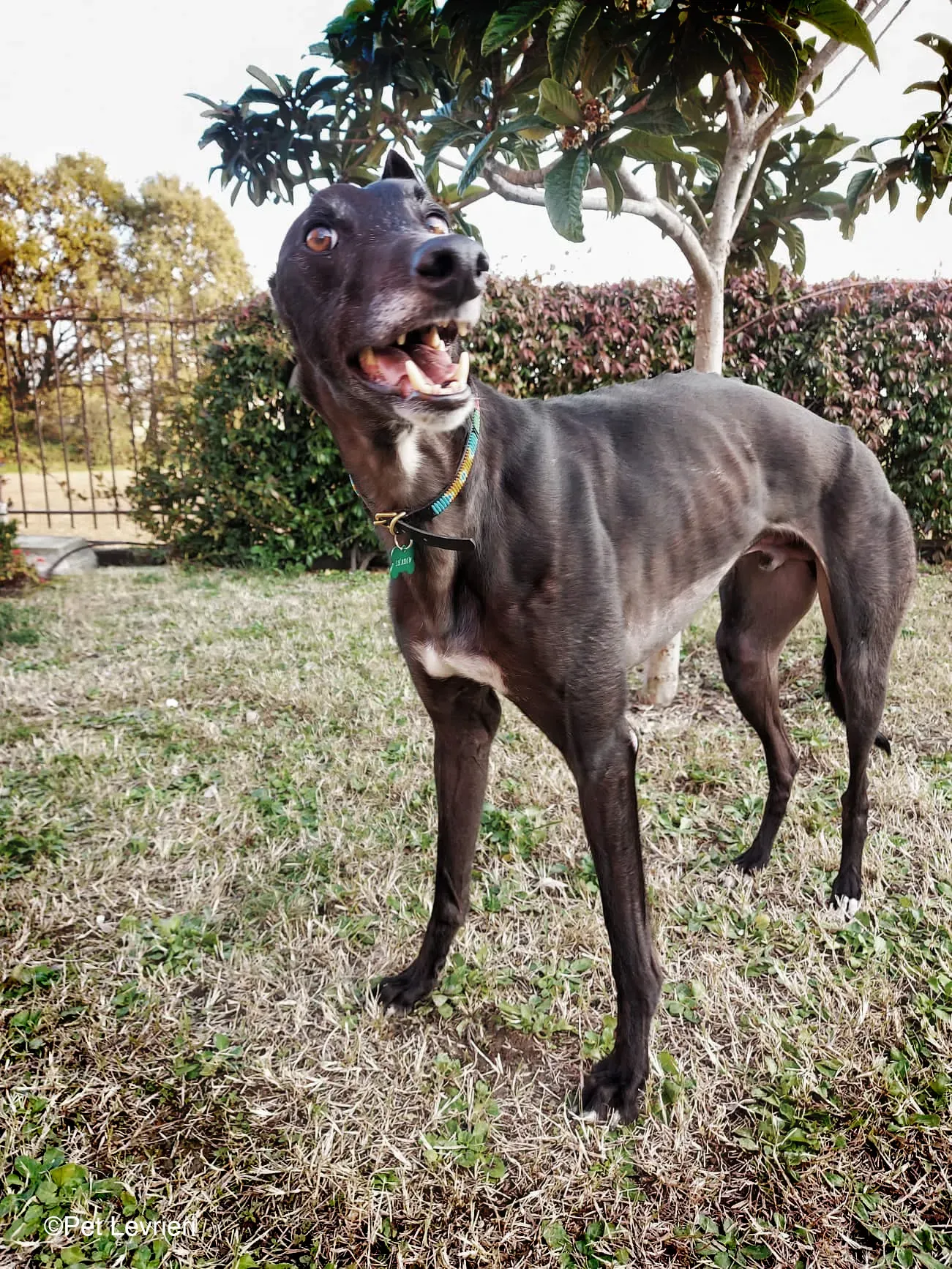 Shadow adozione levrieri greyhound fosterhome blackdog 13