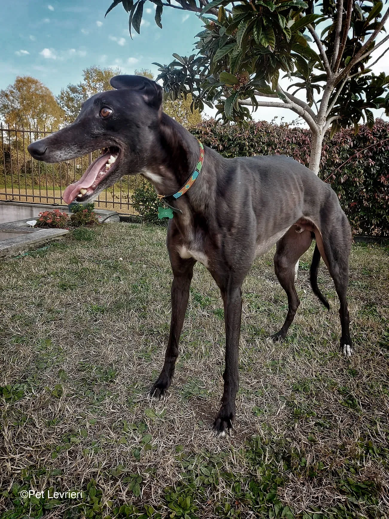 Shadow adozione levrieri greyhound fosterhome blackdog 14