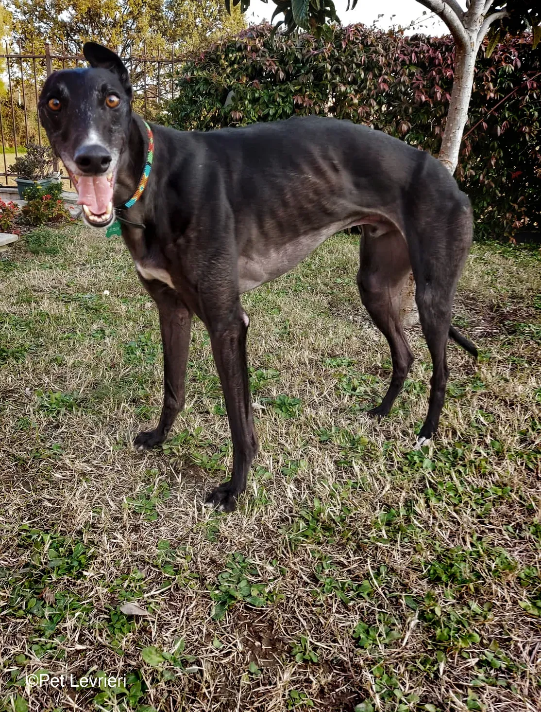 Shadow adozione levrieri greyhound fosterhome blackdog 15