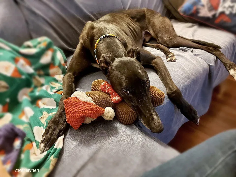 Shadow adozione levrieri greyhound fosterhome blackdog 17