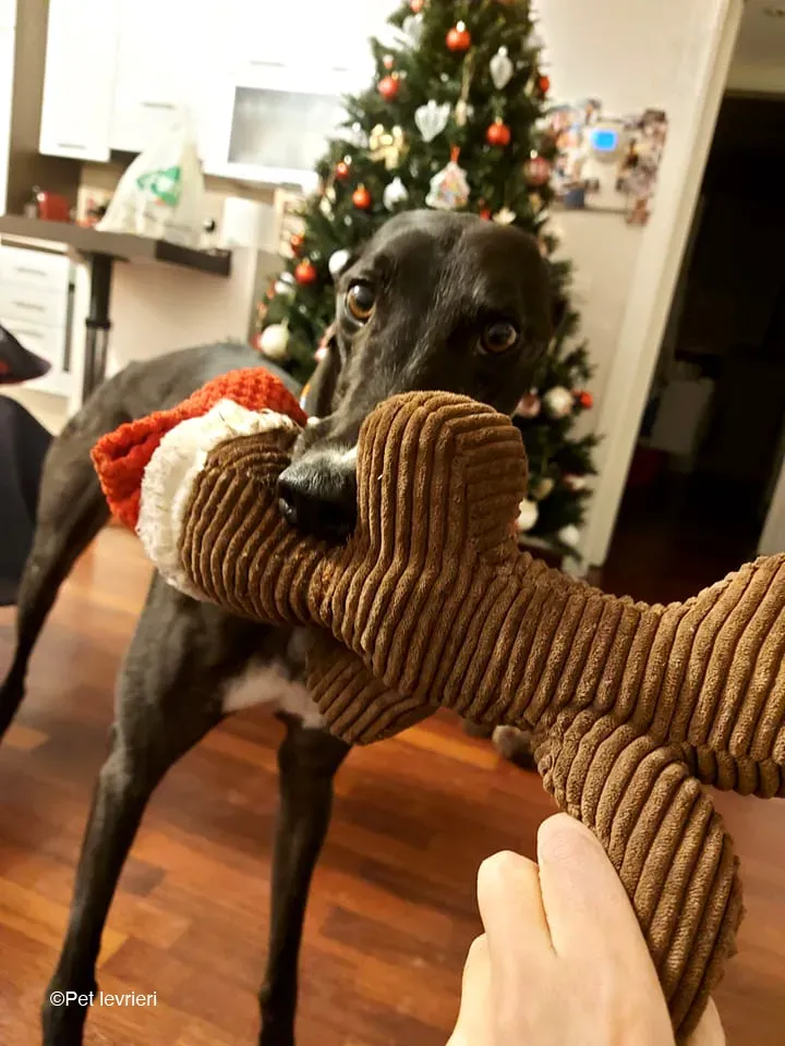 Shadow adozione levrieri greyhound fosterhome blackdog 18