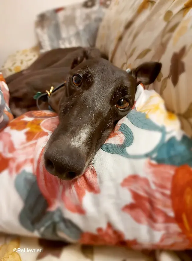 Shadow adozione levrieri greyhound fosterhome blackdog 19
