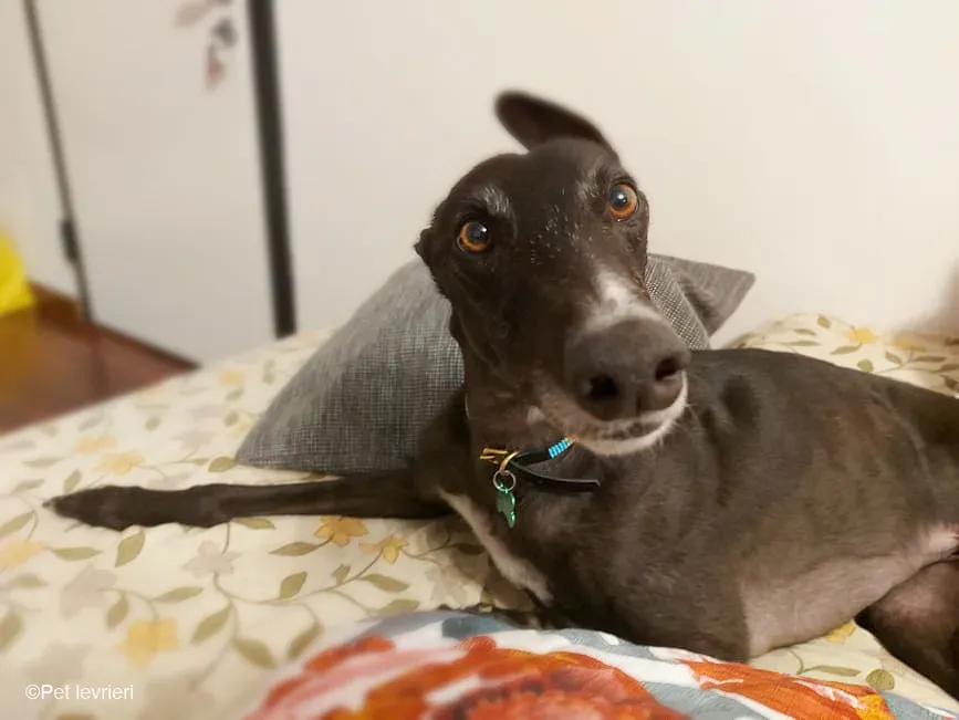 Shadow adozione levrieri greyhound fosterhome blackdog 20