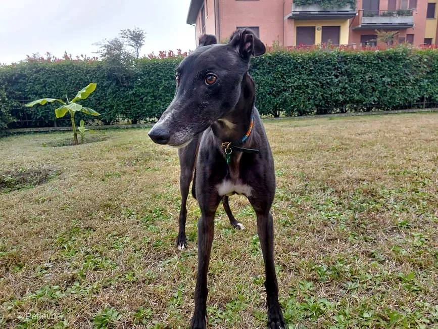 Shadow adozione levrieri greyhound fosterhome blackdog 6