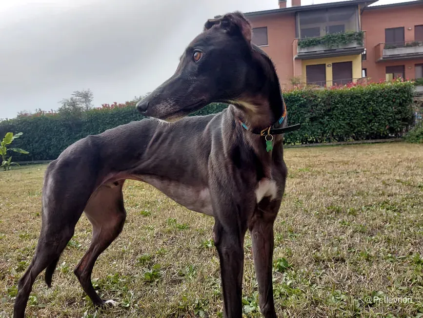 Shadow adozione levrieri greyhound fosterhome blackdog 7