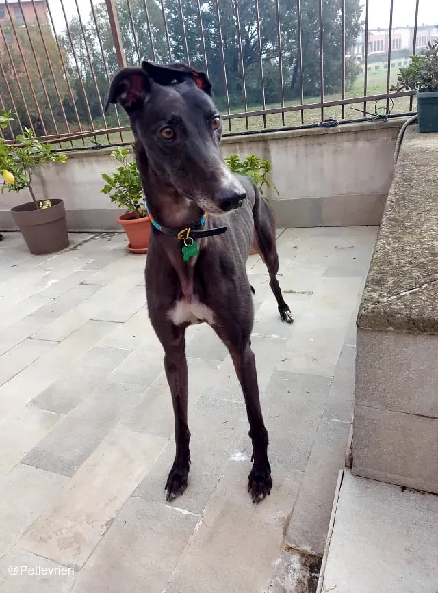 Shadow adozione levrieri greyhound fosterhome blackdog 8