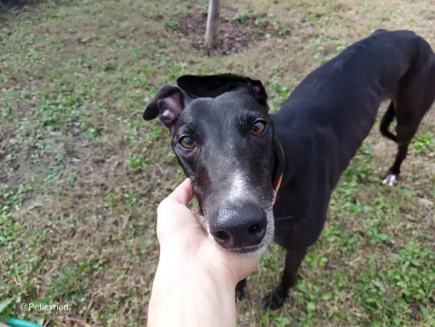 Shadow adozione levrieri greyhound fosterhome blackdog 9
