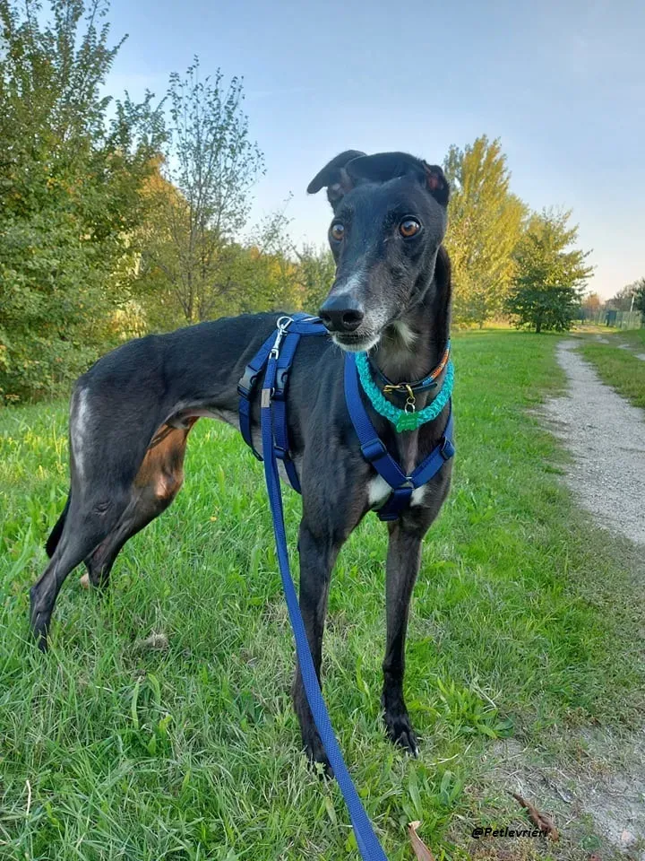 Shadow fosterhome blackdog adozione levrieri greyhound 1