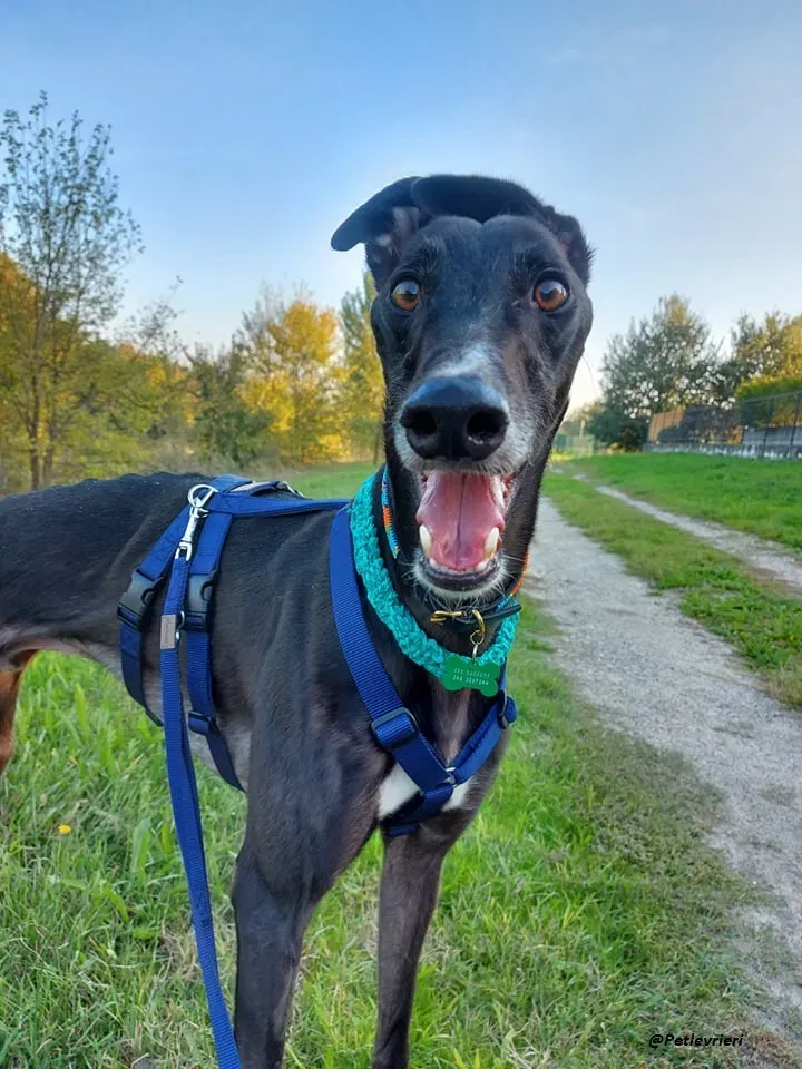 Shadow fosterhome blackdog adozione levrieri greyhound 2