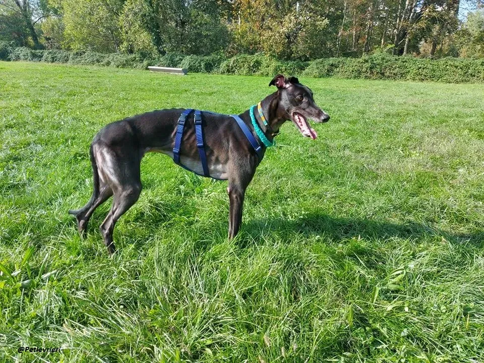 Shadow fosterhome blackdog adozione levrieri greyhound 3