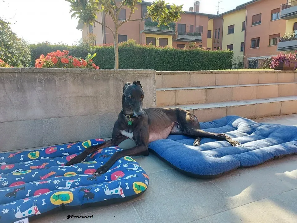 Shadow fosterhome blackdog adozione levrieri greyhound 5