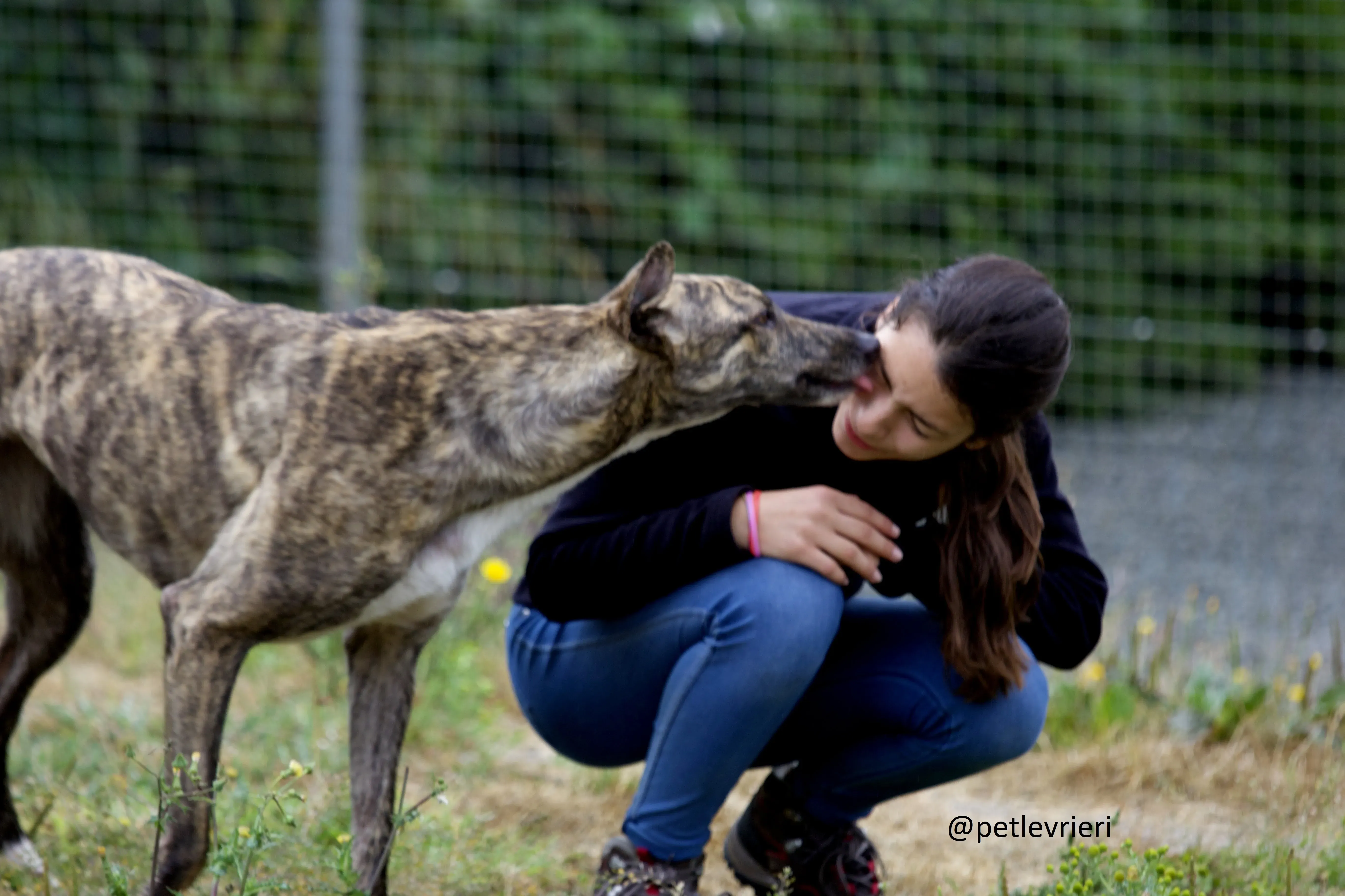Shadow greyhound adozione levrieri.1