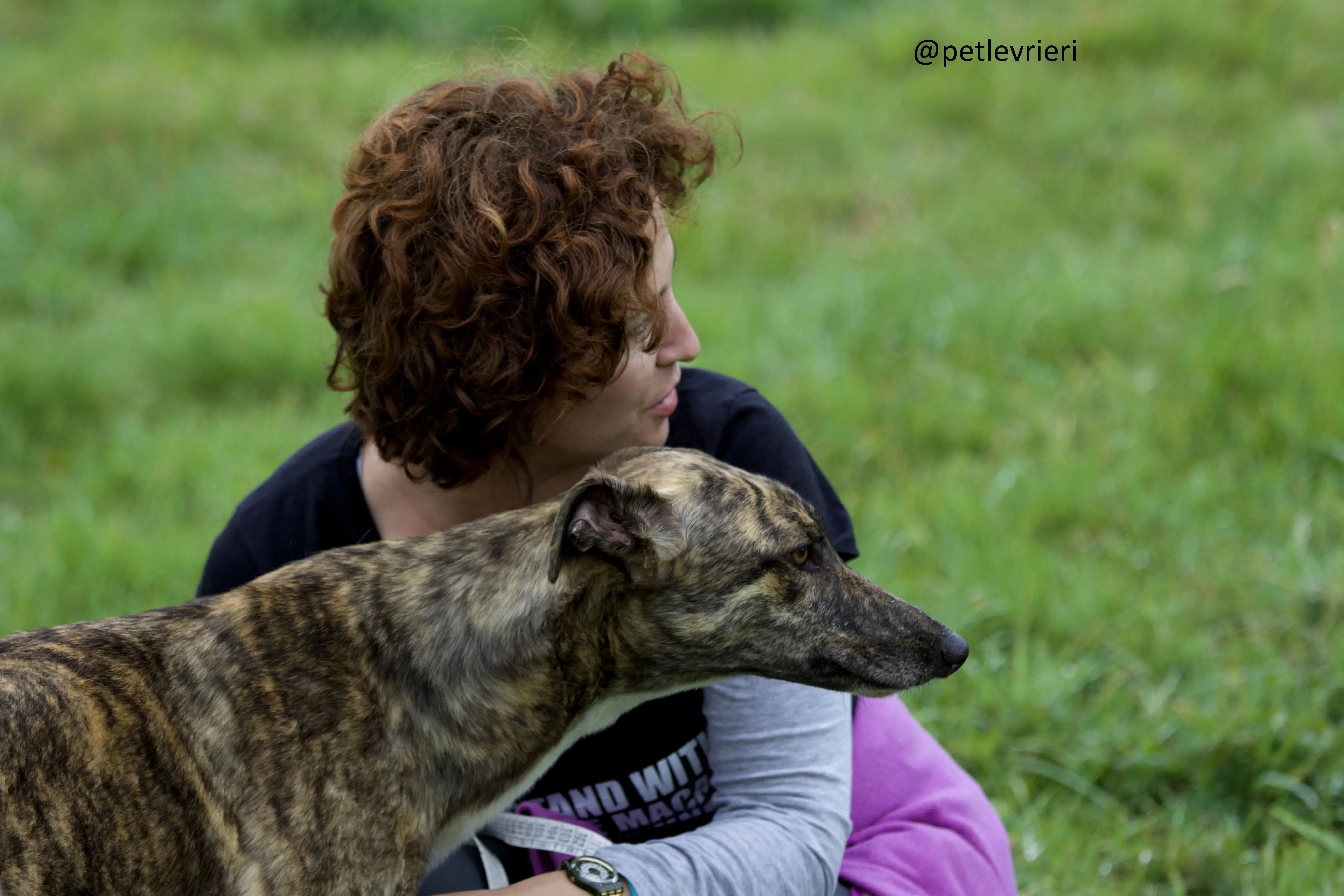 Shadow greyhound adozione levrieri.2