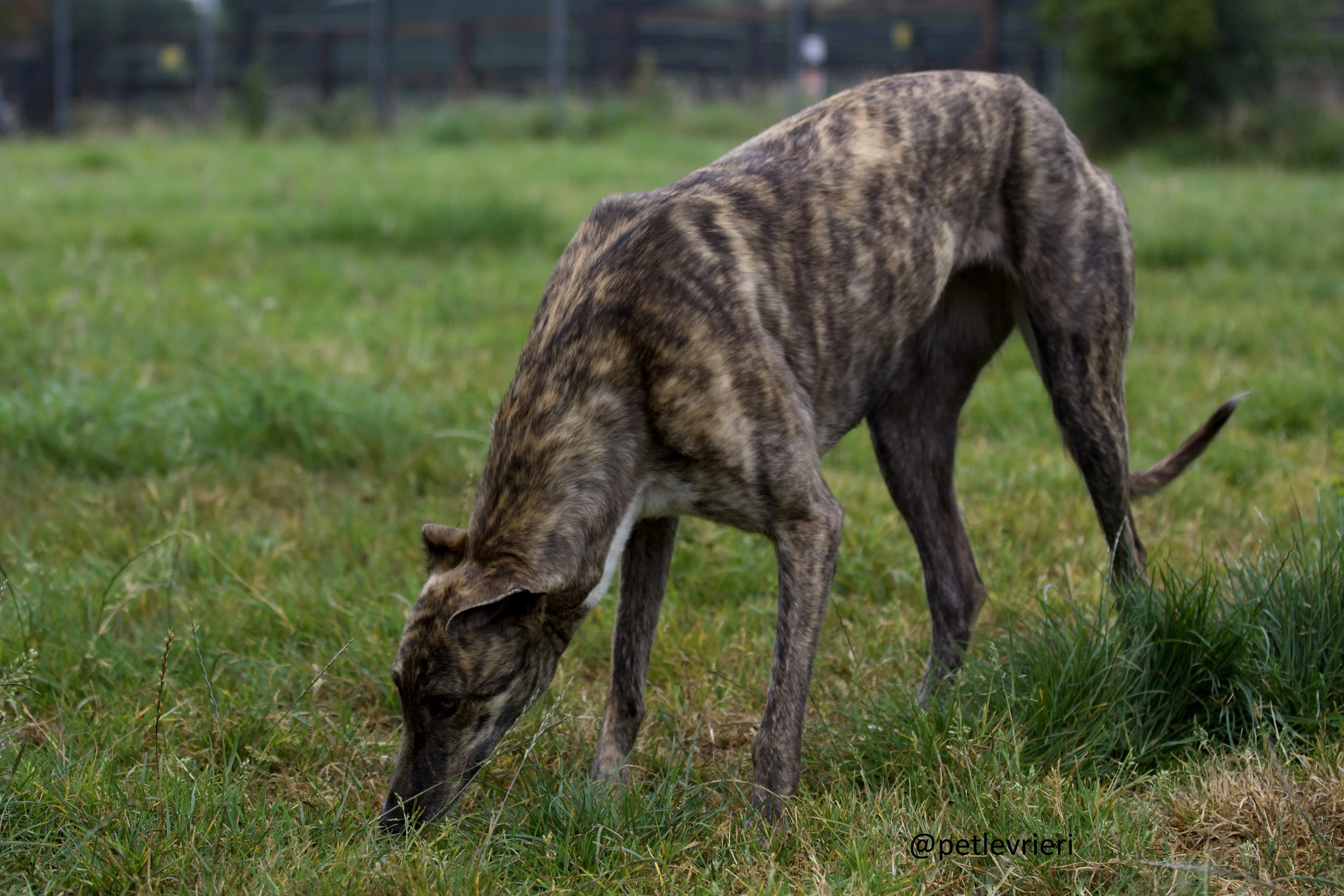 Shadow greyhound adozione levrieri.3