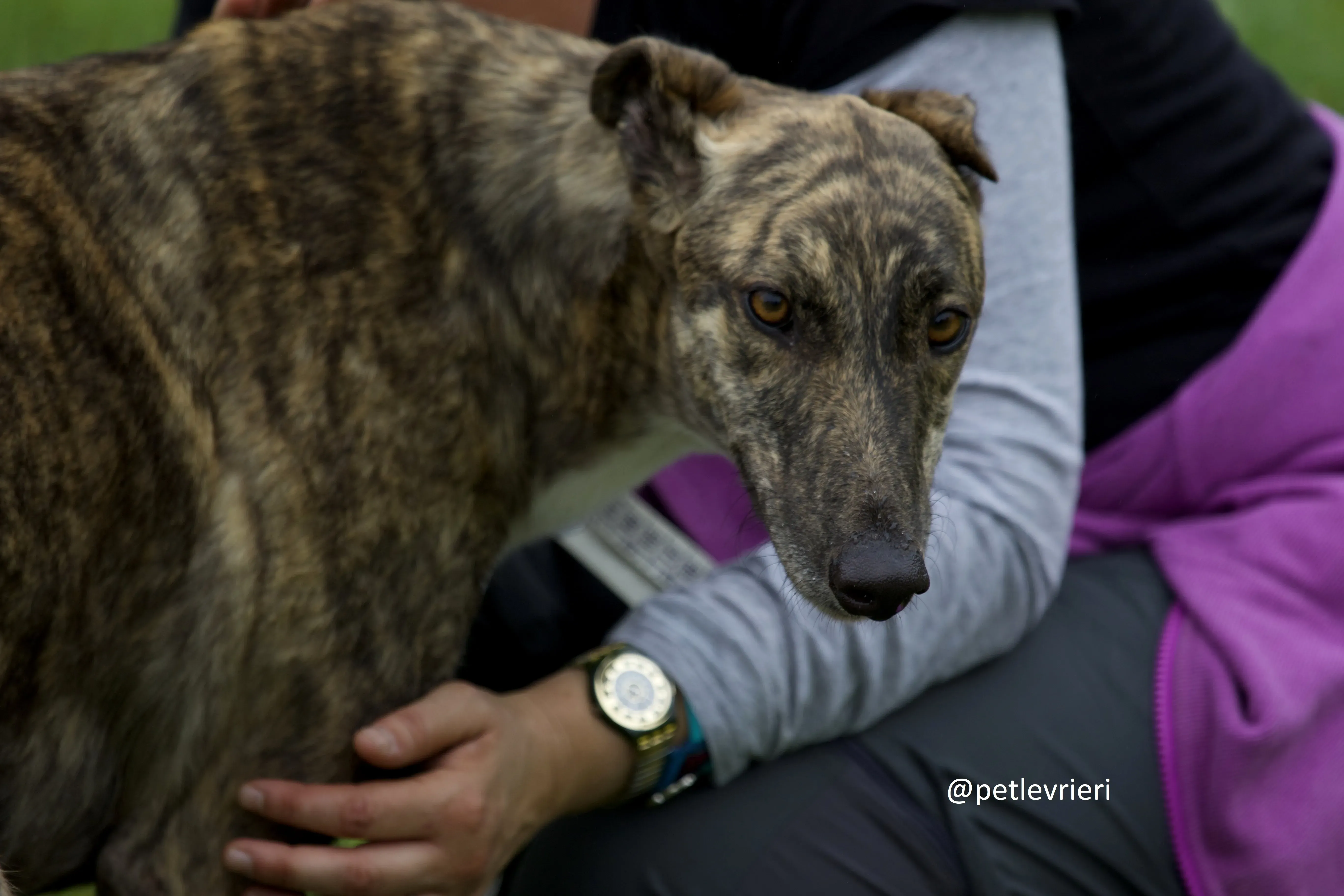 Shadow greyhound adozione levrieri.4