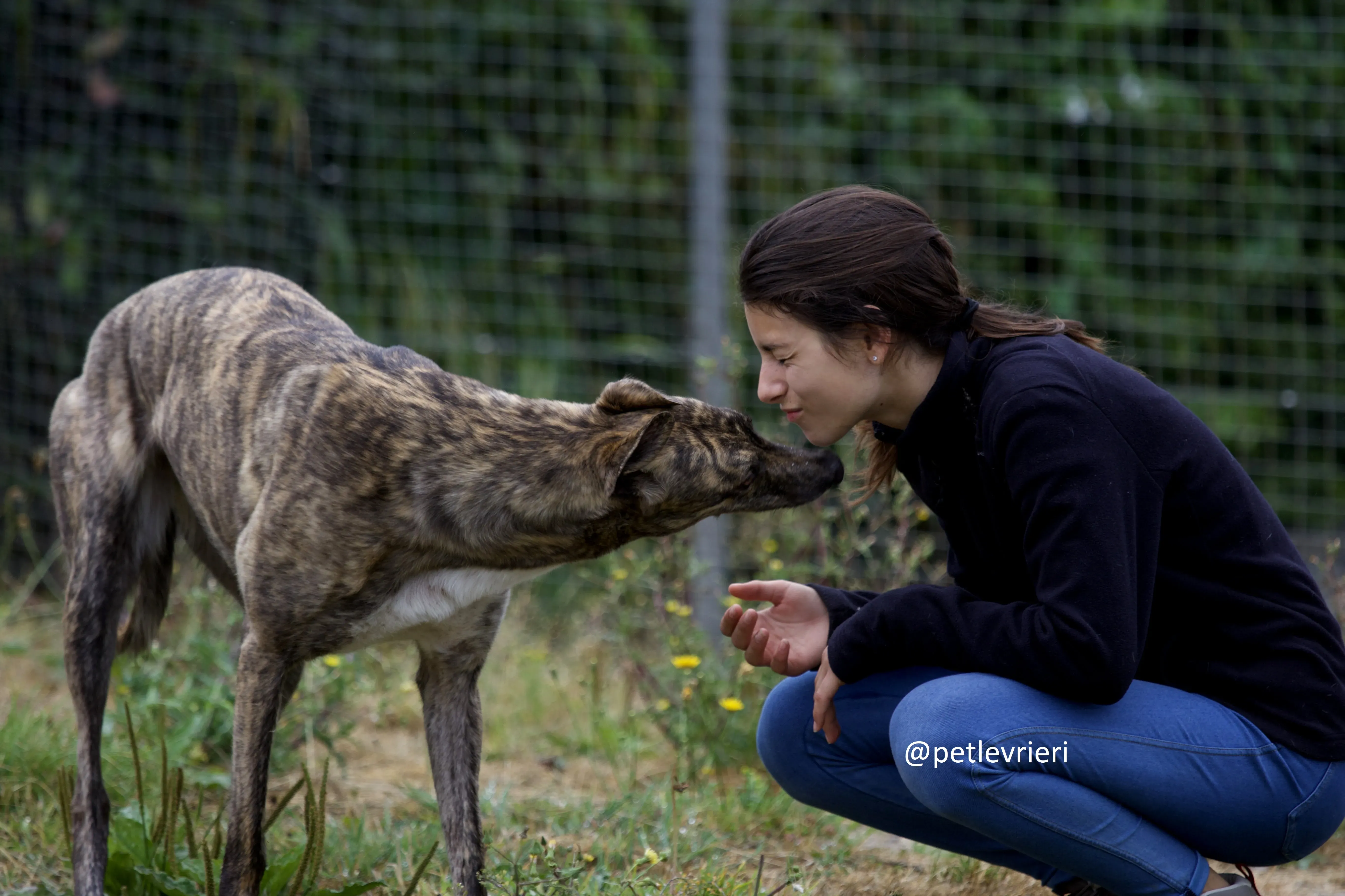 Shadow greyhound adozione levrieri.5