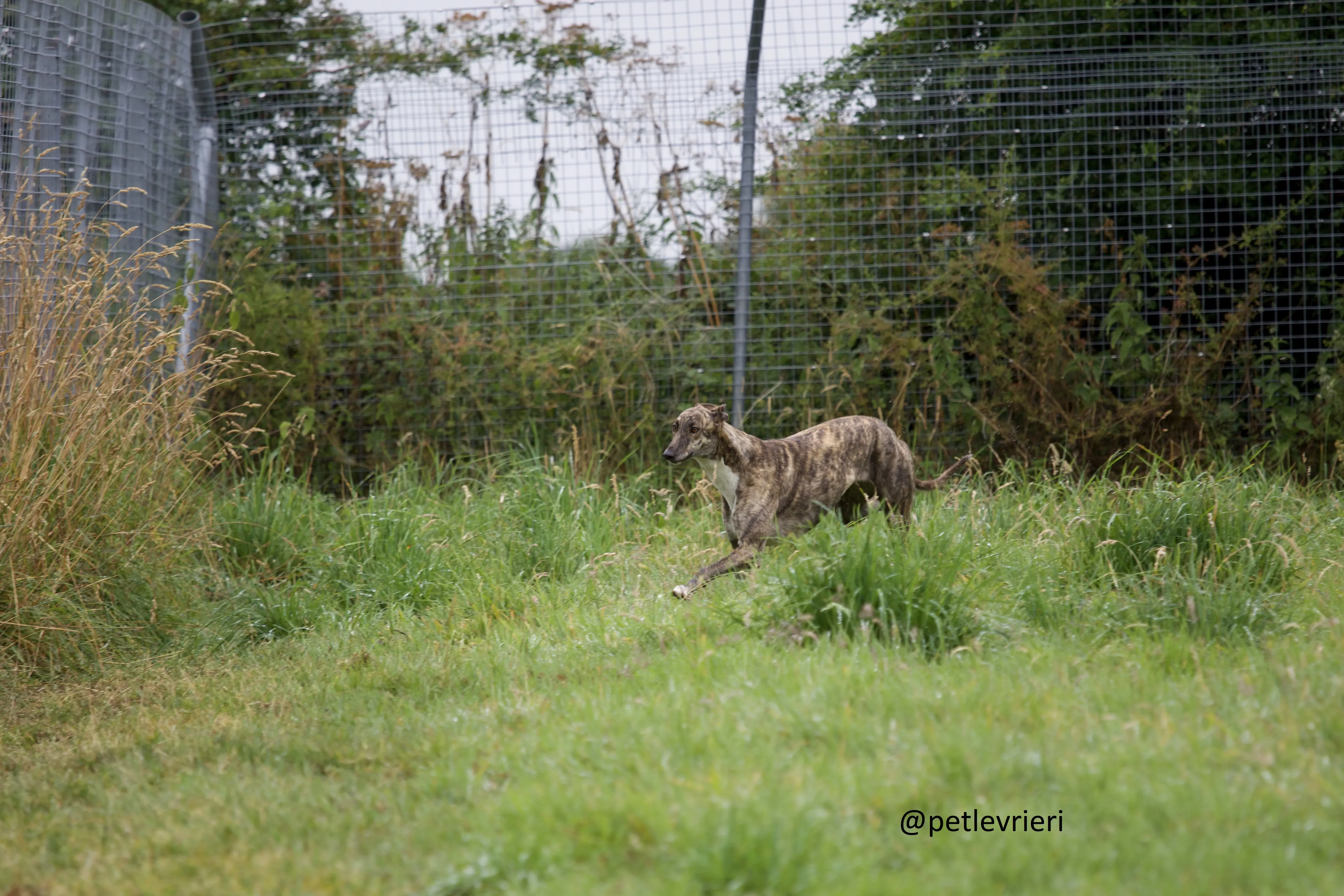Shadow greyhound adozione levrieri.6