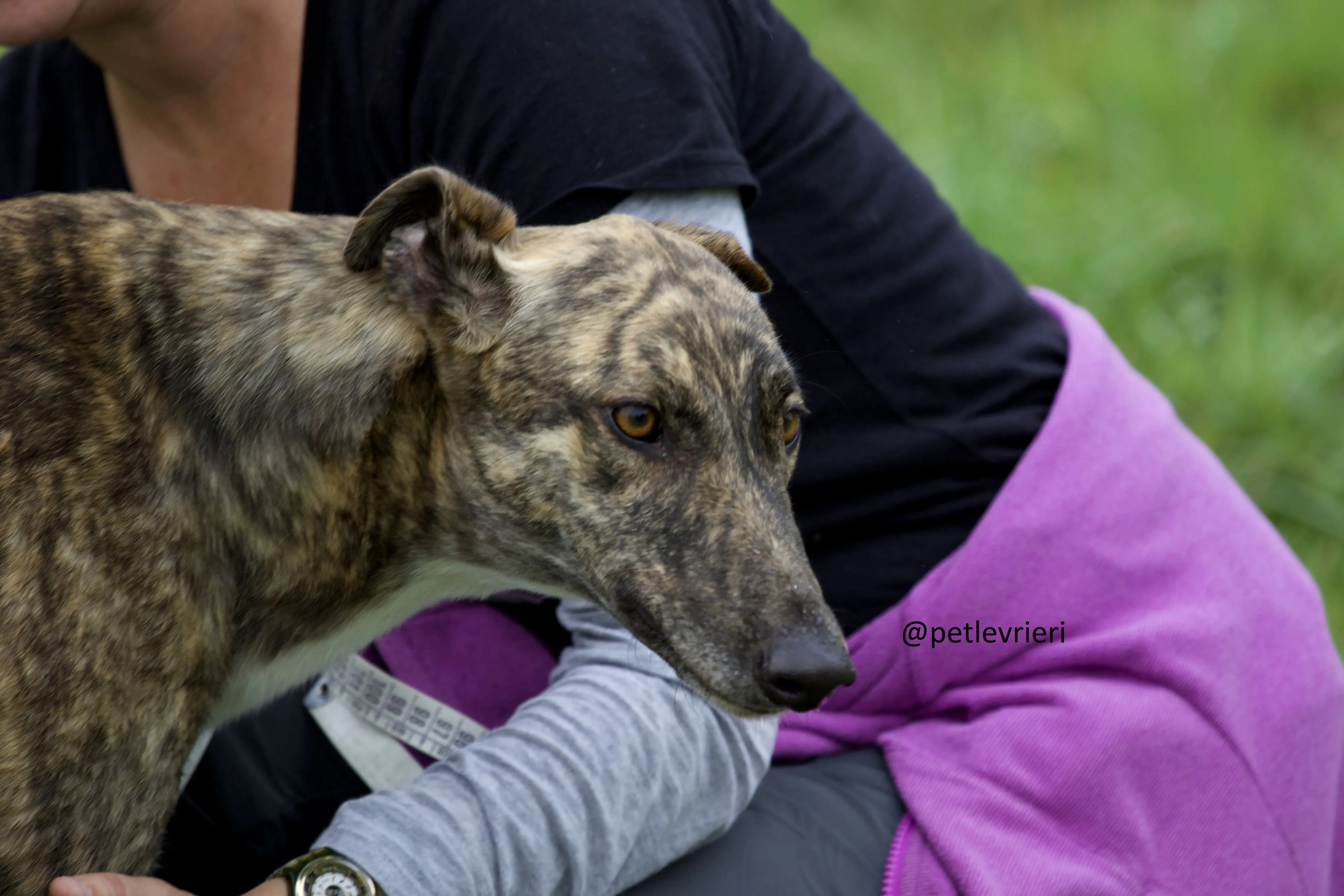Shadow greyhound adozione levrieri.7