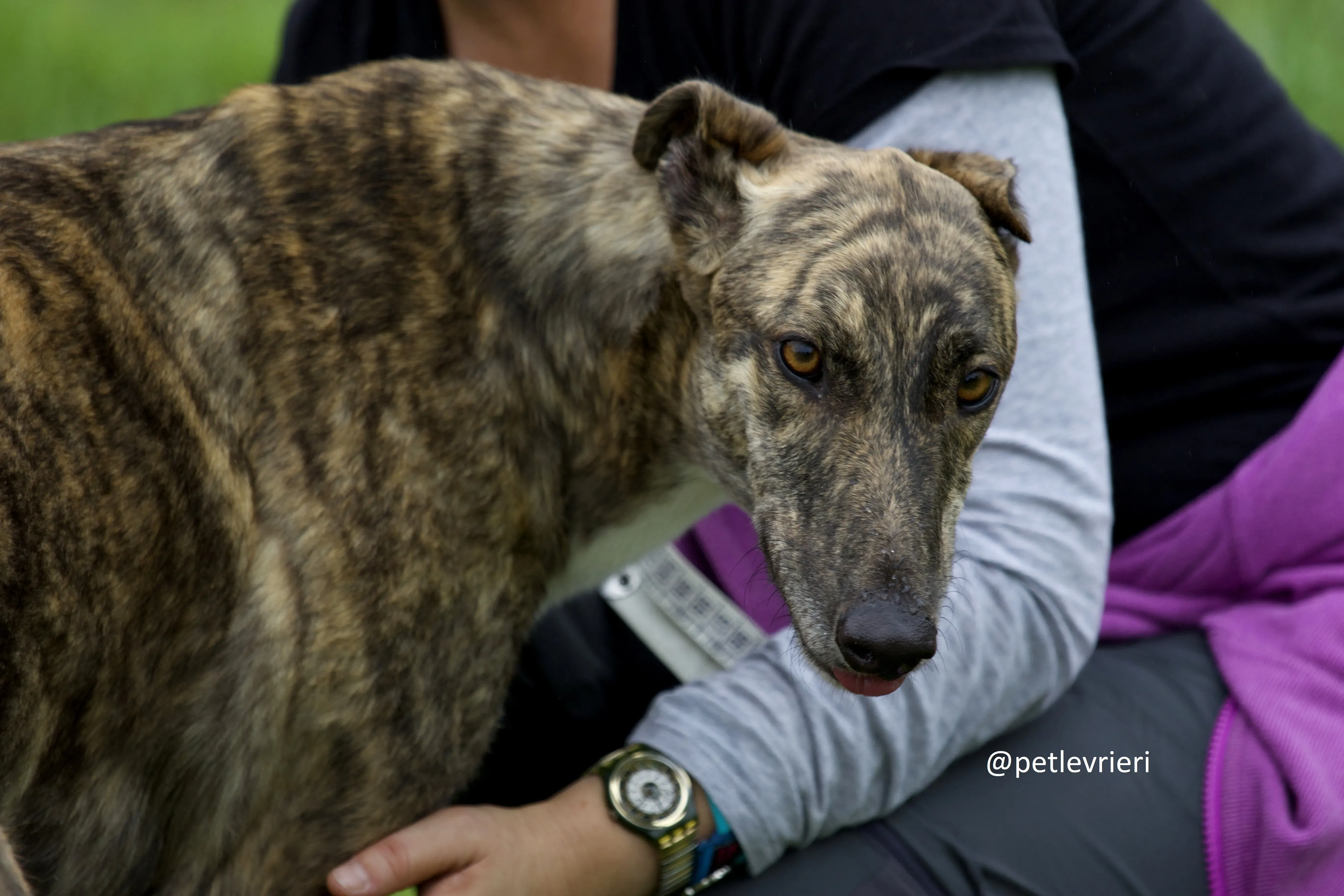 Shadow greyhound adozione levrieri.8