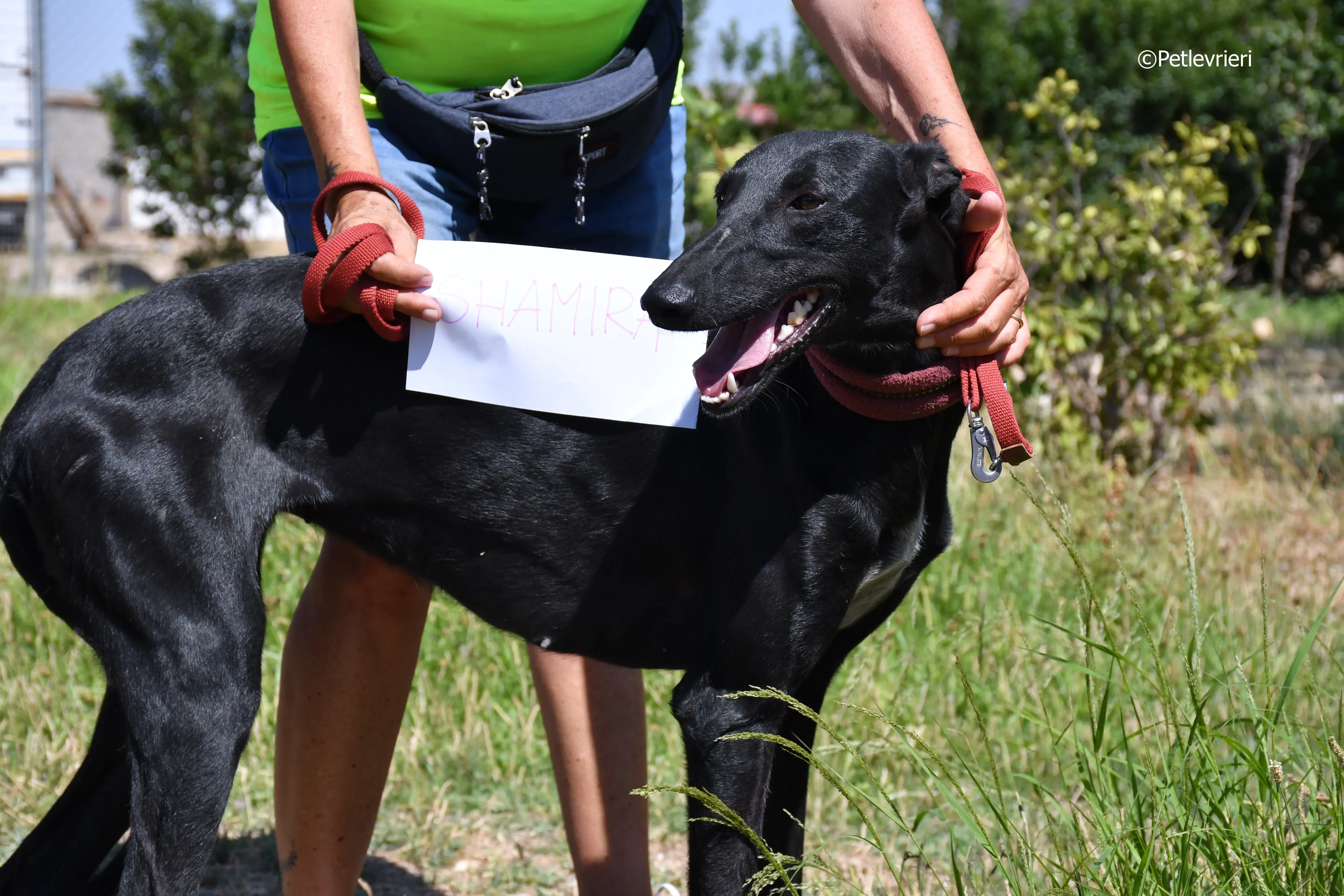 Shamira adozione levrieri galgo 1