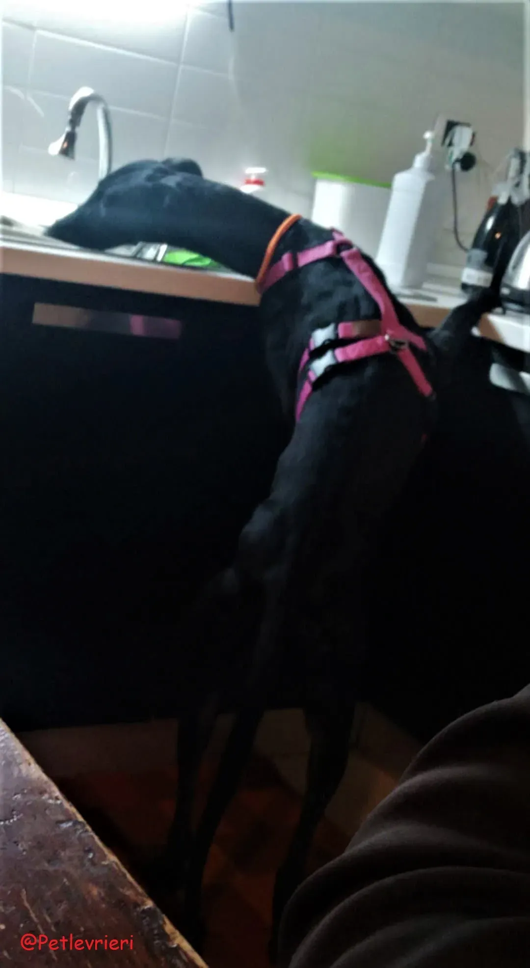 Shamira adozione levrieri galgo 20