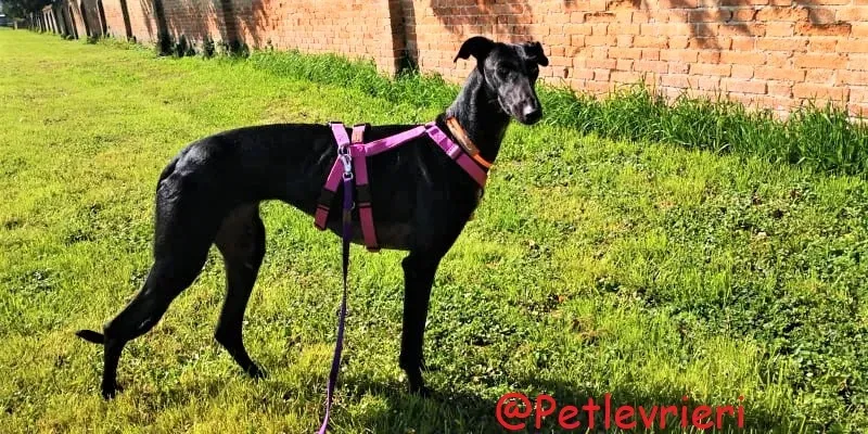 Shamira adozione levrieri galgo 21