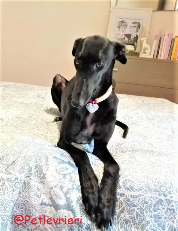 Shamira adozione levrieri galgo 23