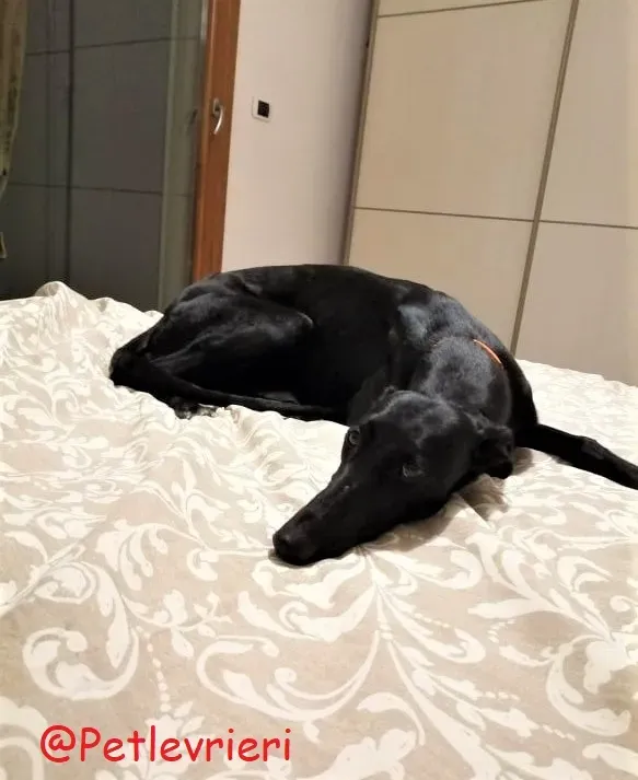 Shamira adozione levrieri galgo 24