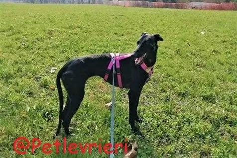 Shamira adozione levrieri galgo 25
