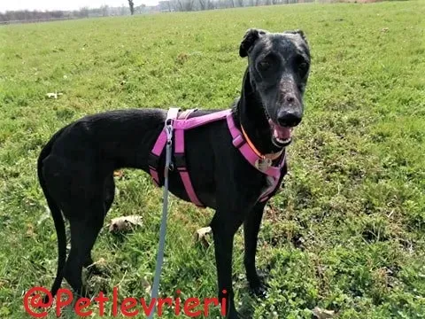 Shamira adozione levrieri galgo 26