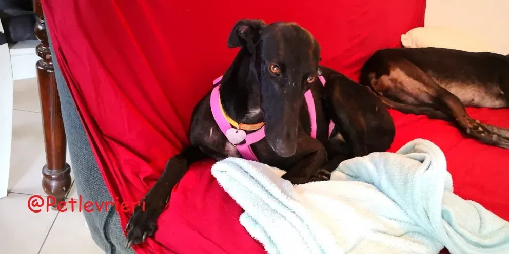 Shamira adozione levrieri galgo 27