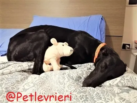 Shamira adozione levrieri galgo 28