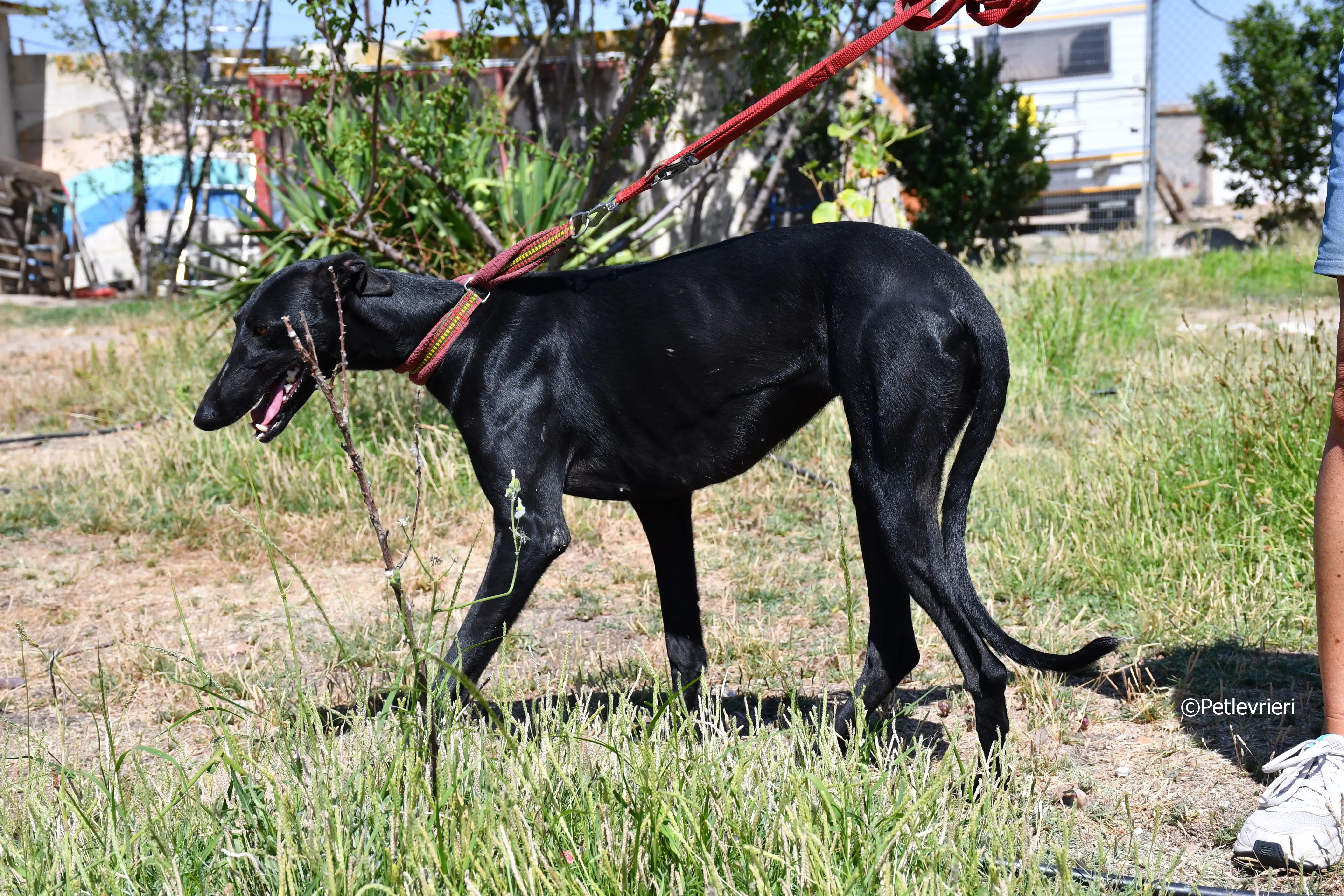 Shamira adozione levrieri galgo 3