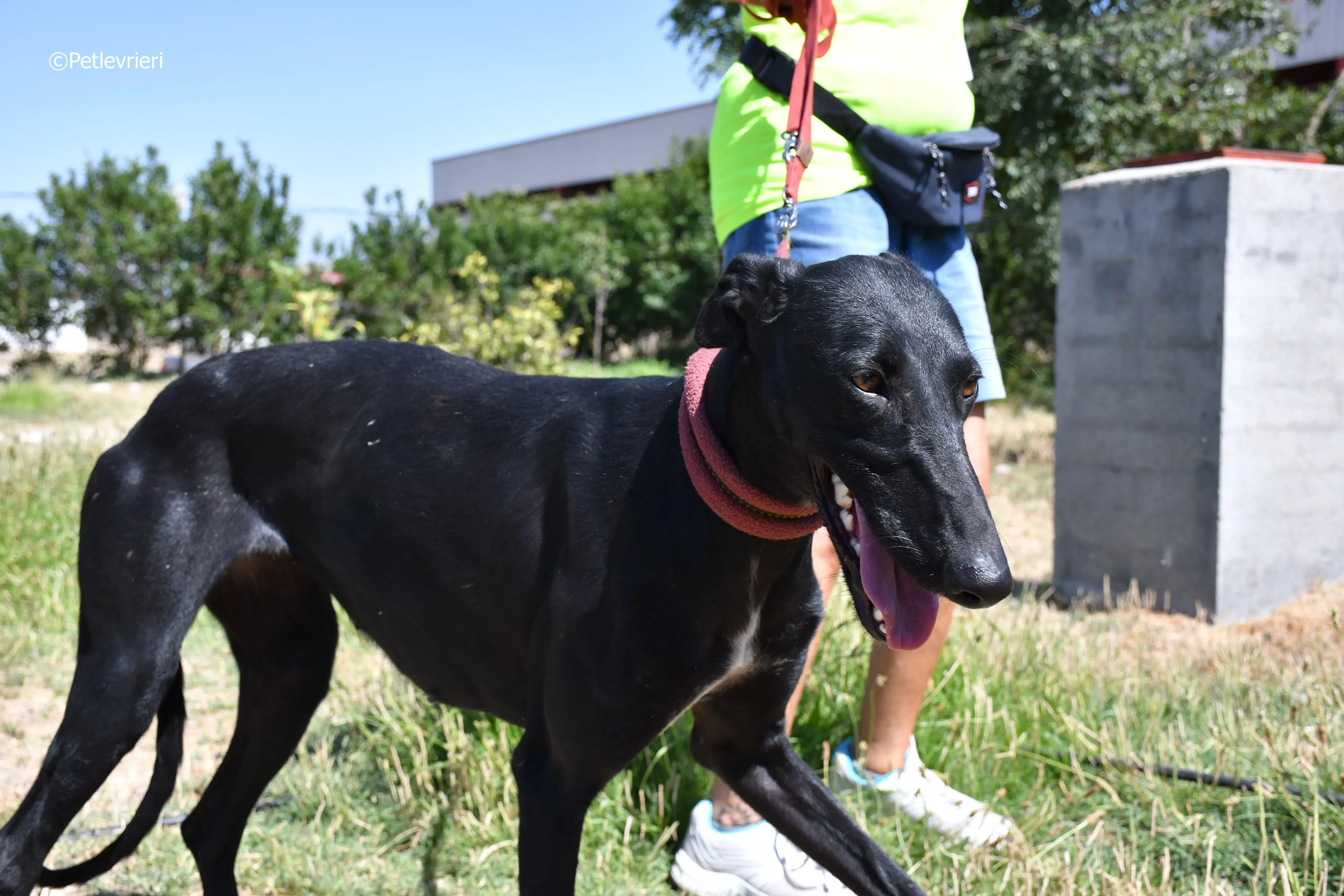 Shamira adozione levrieri galgo 4