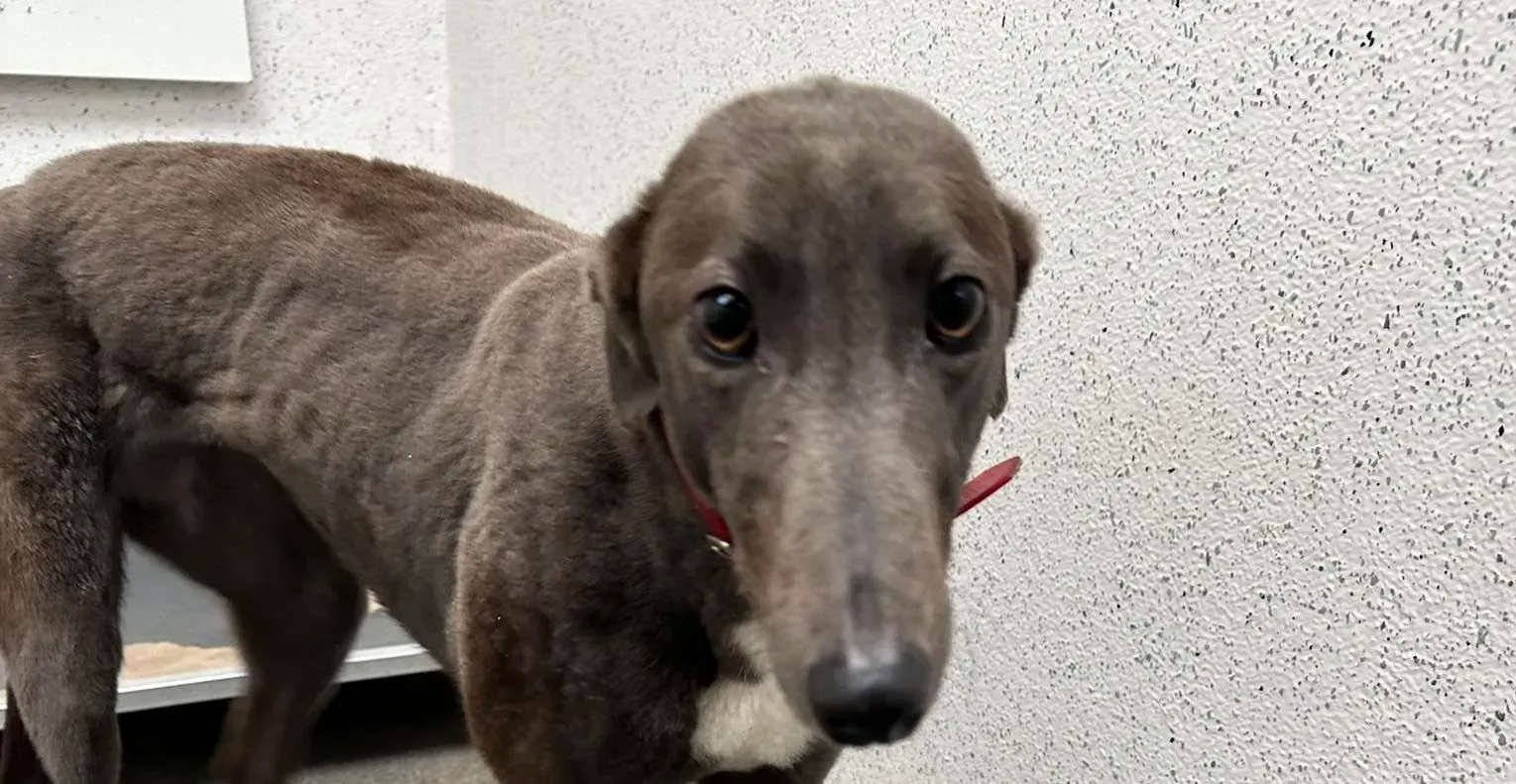 Shappire adozione levrieri greyhound 1 e1704137721448