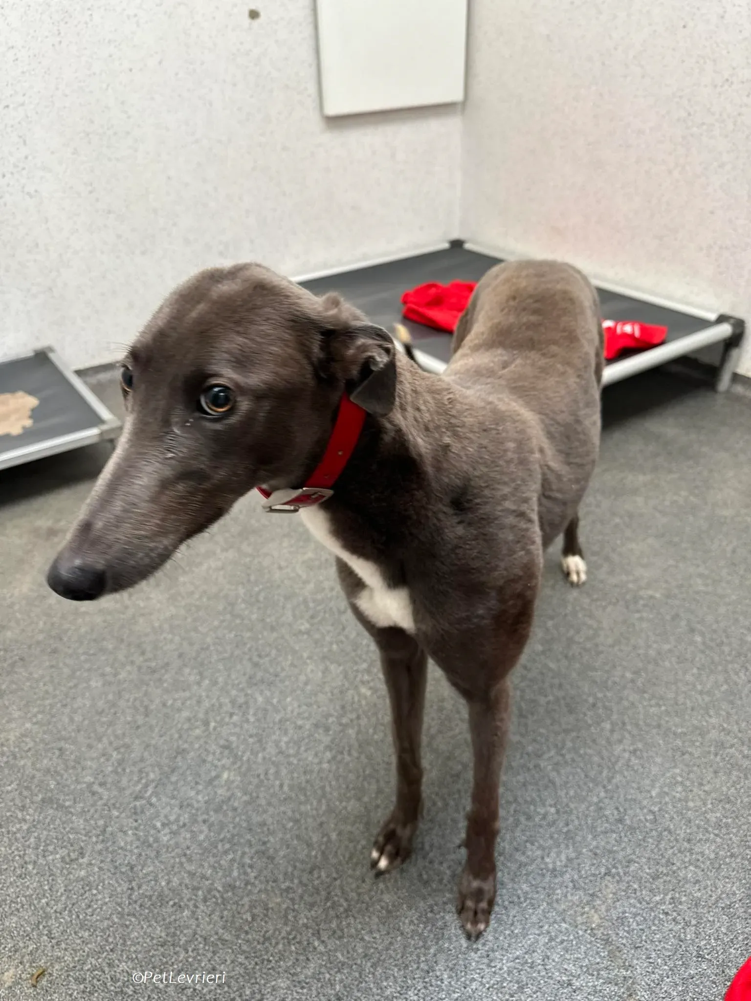 Shappire adozione levrieri greyhound 2