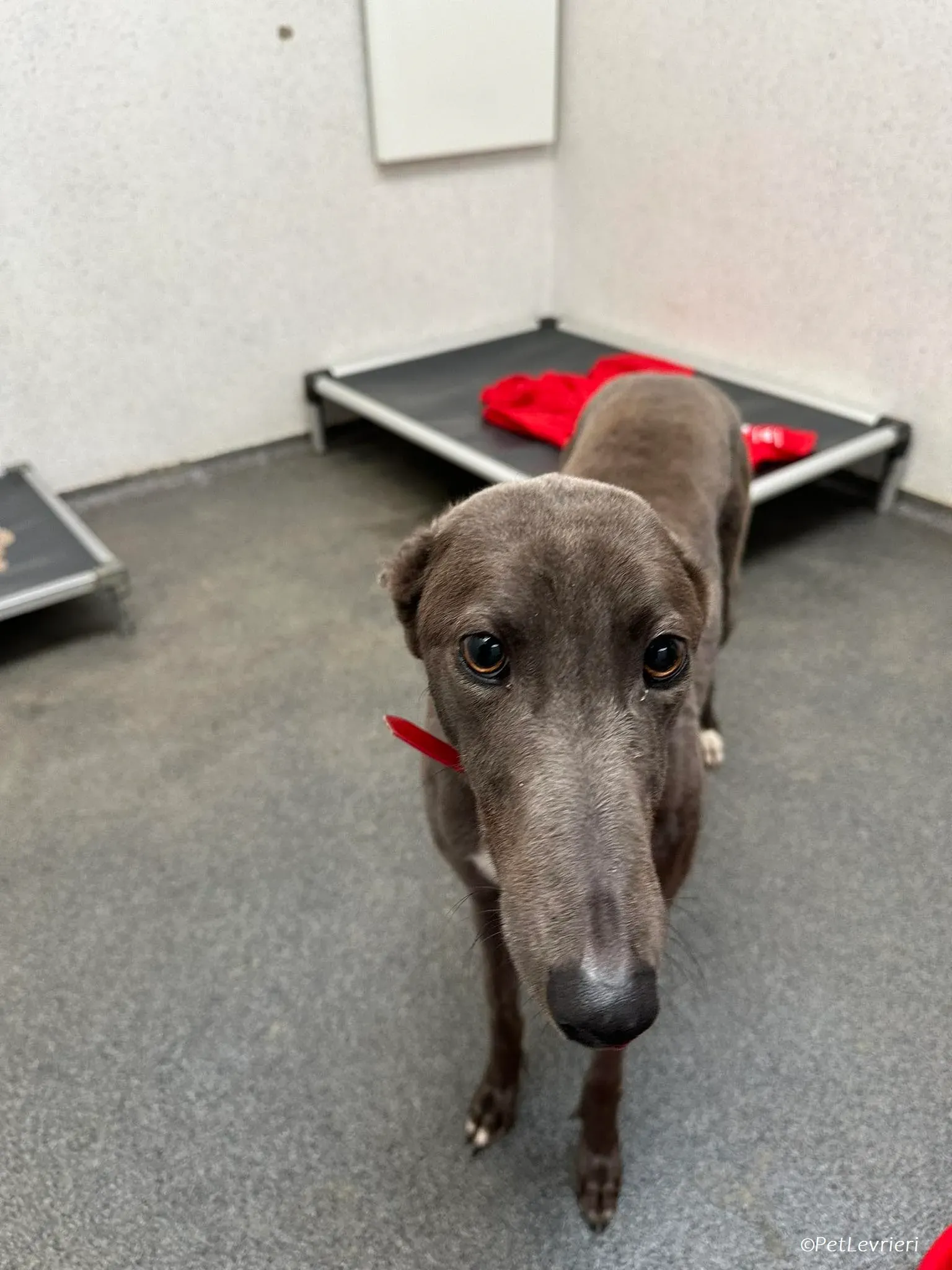 Shappire adozione levrieri greyhound 3